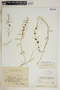 Metastelma blodgettii image