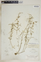 Metastelma blodgettii image