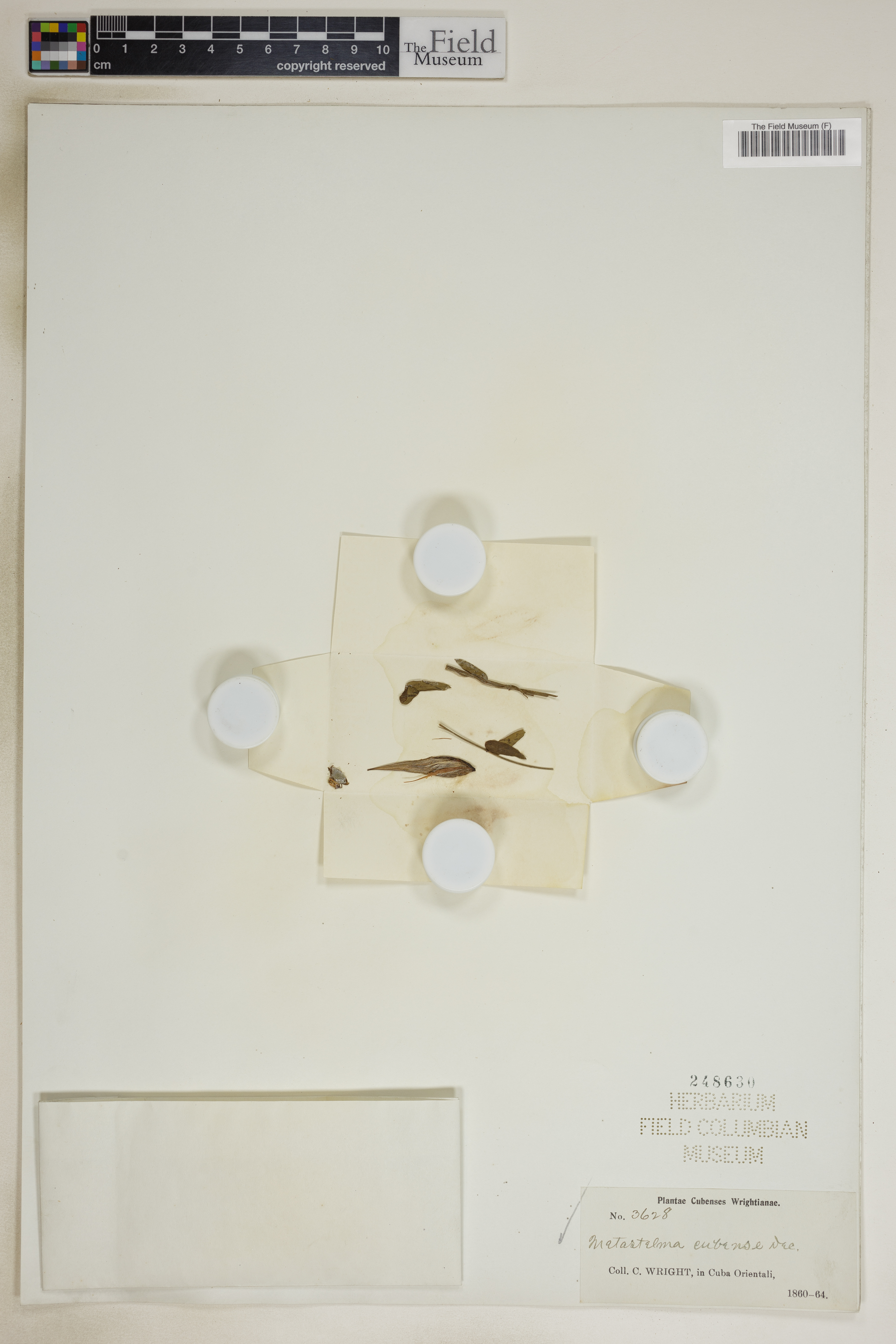 Metastelma cubense image