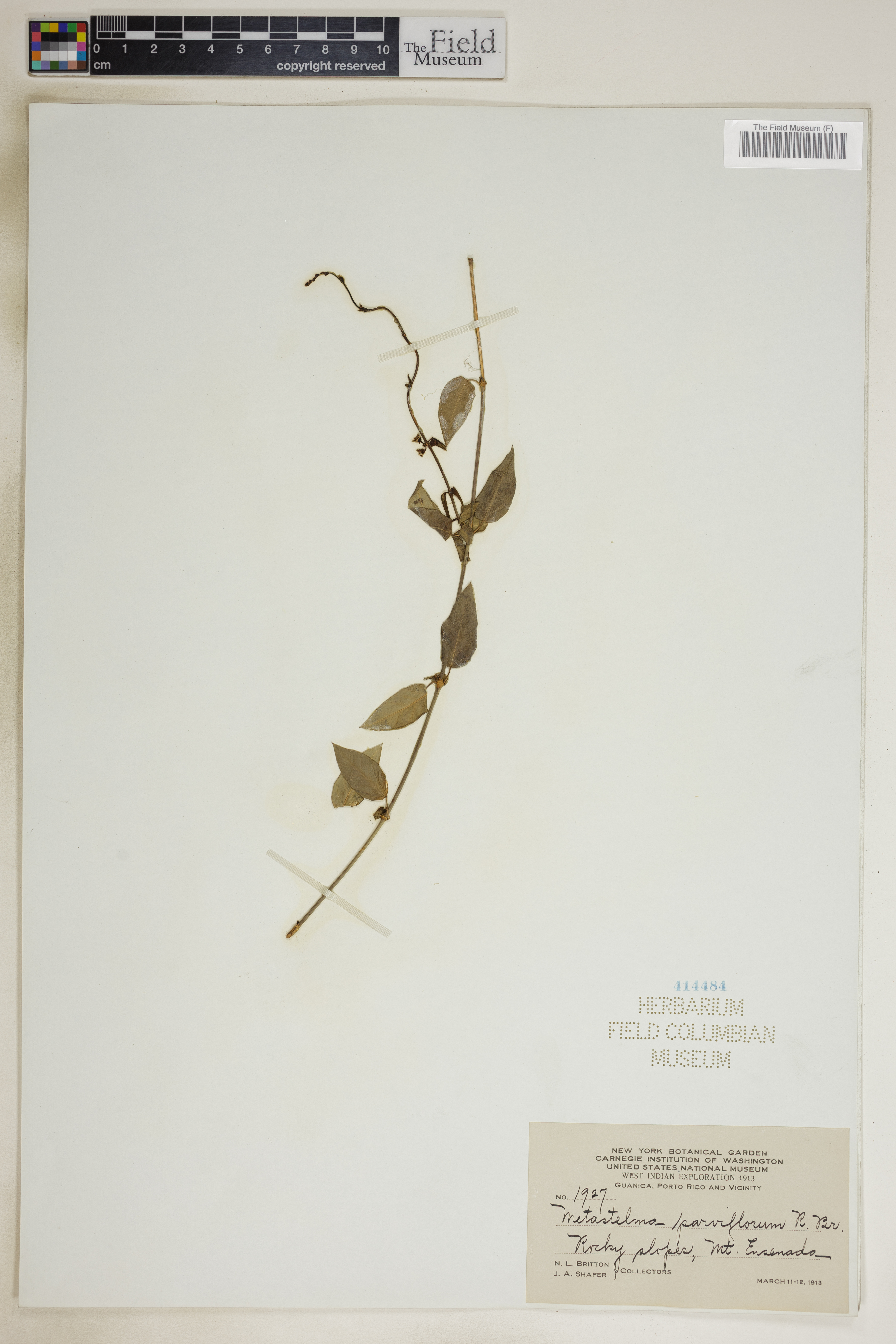 Metastelma parviflorum image