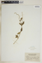 Metastelma parviflorum image
