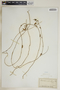 Metastelma parviflorum image