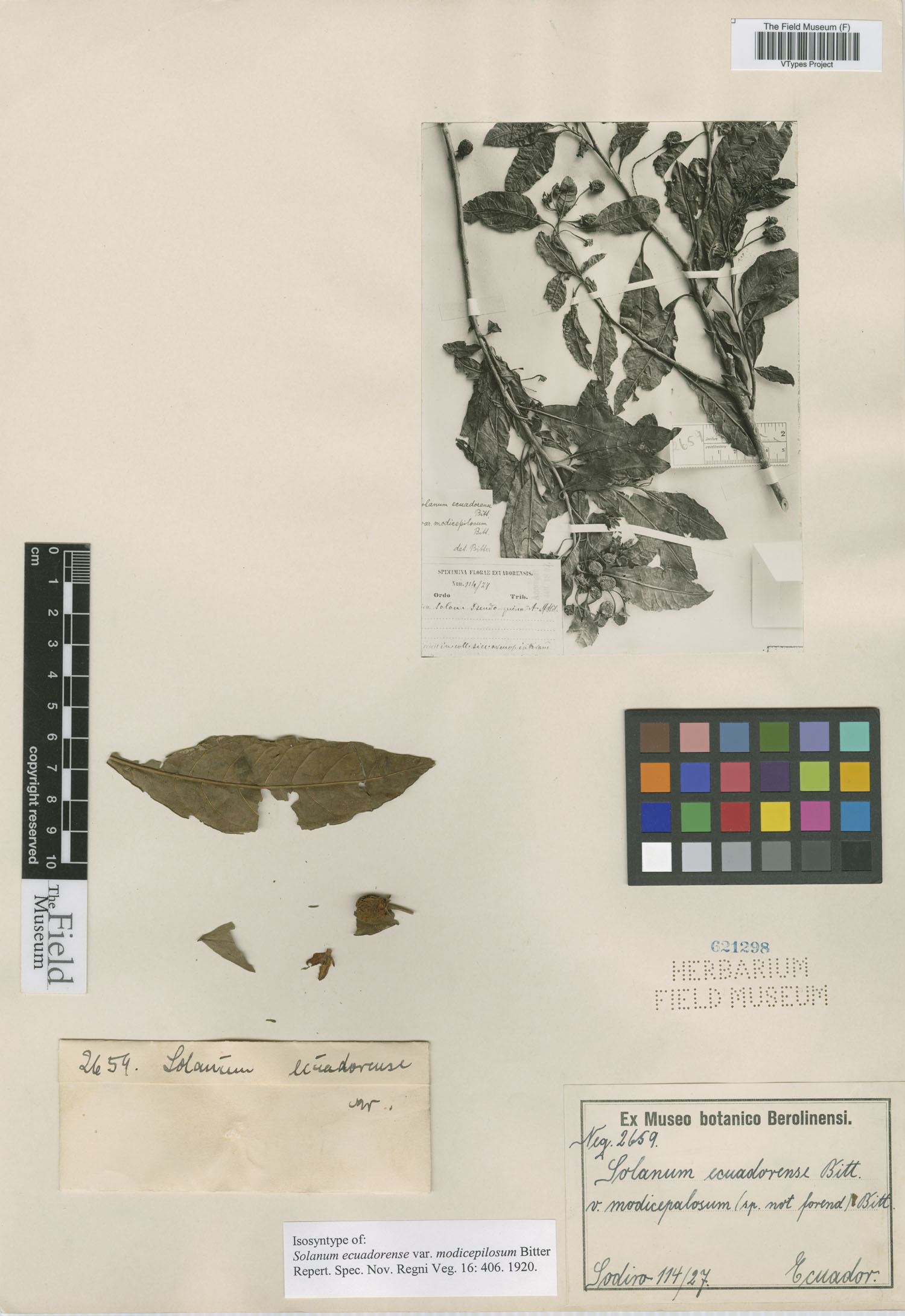 Solanum ecuadorense var. modicepilosum image