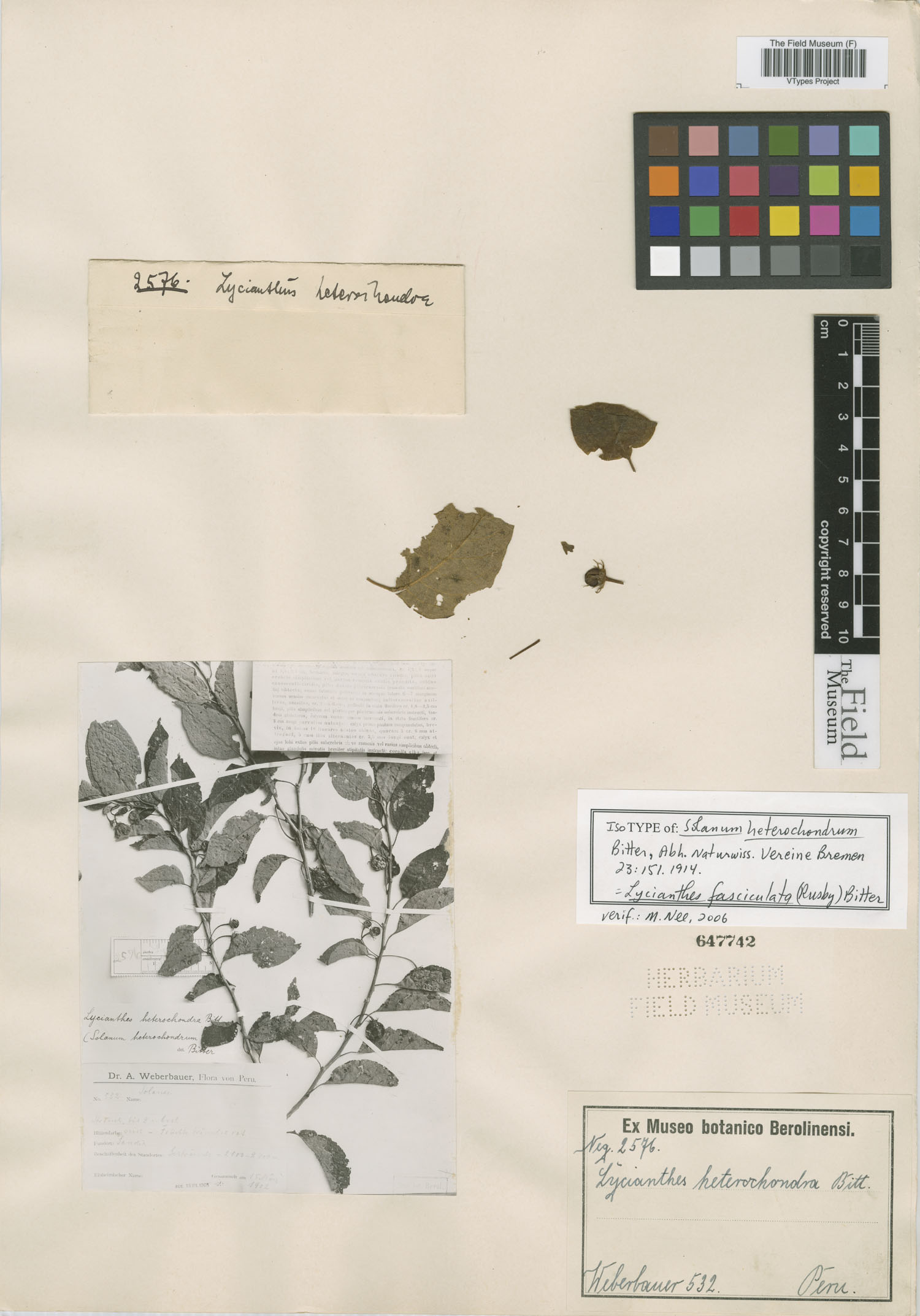 Solanum heterochondrum image