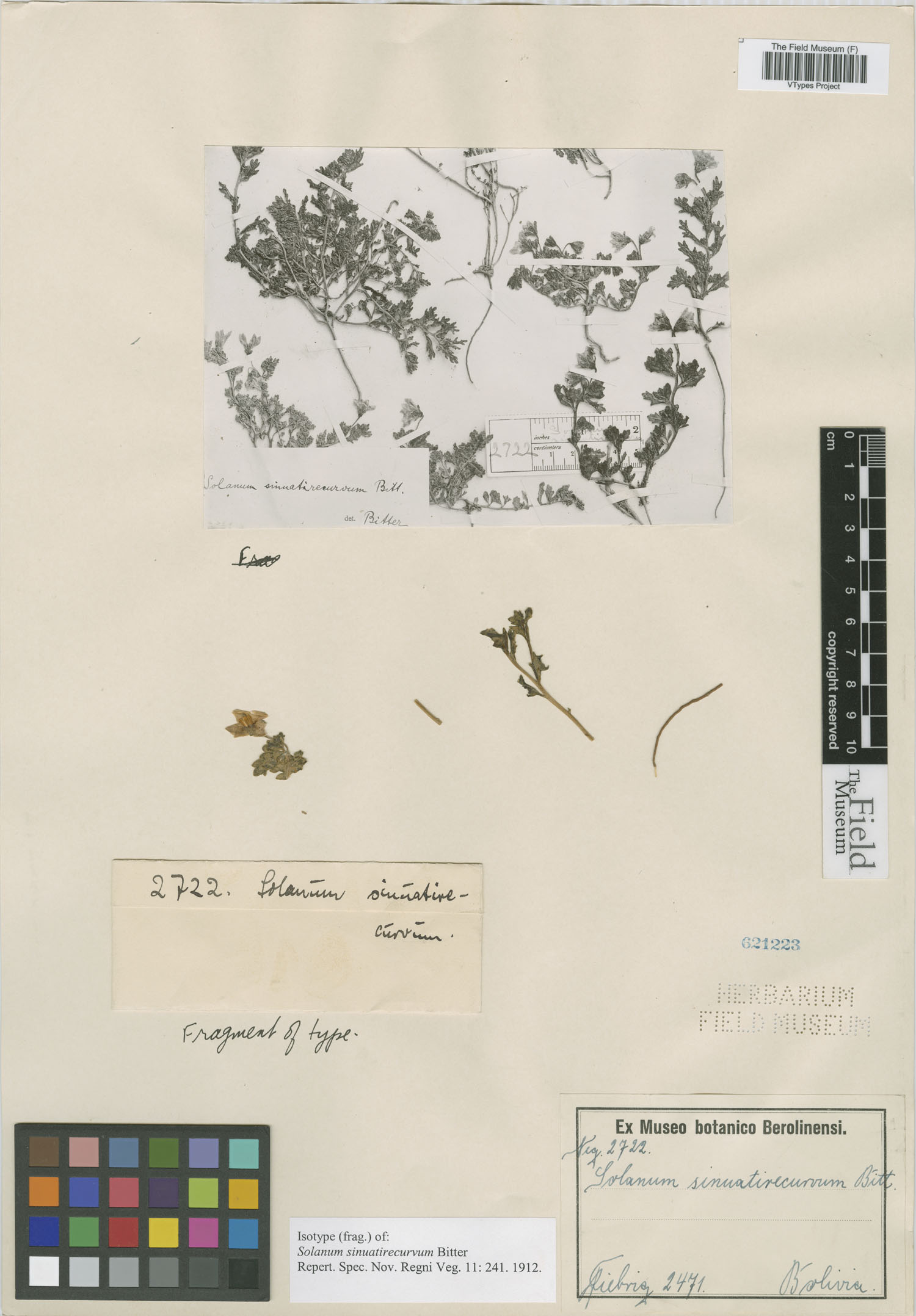 Solanum sinuatirecurvum image