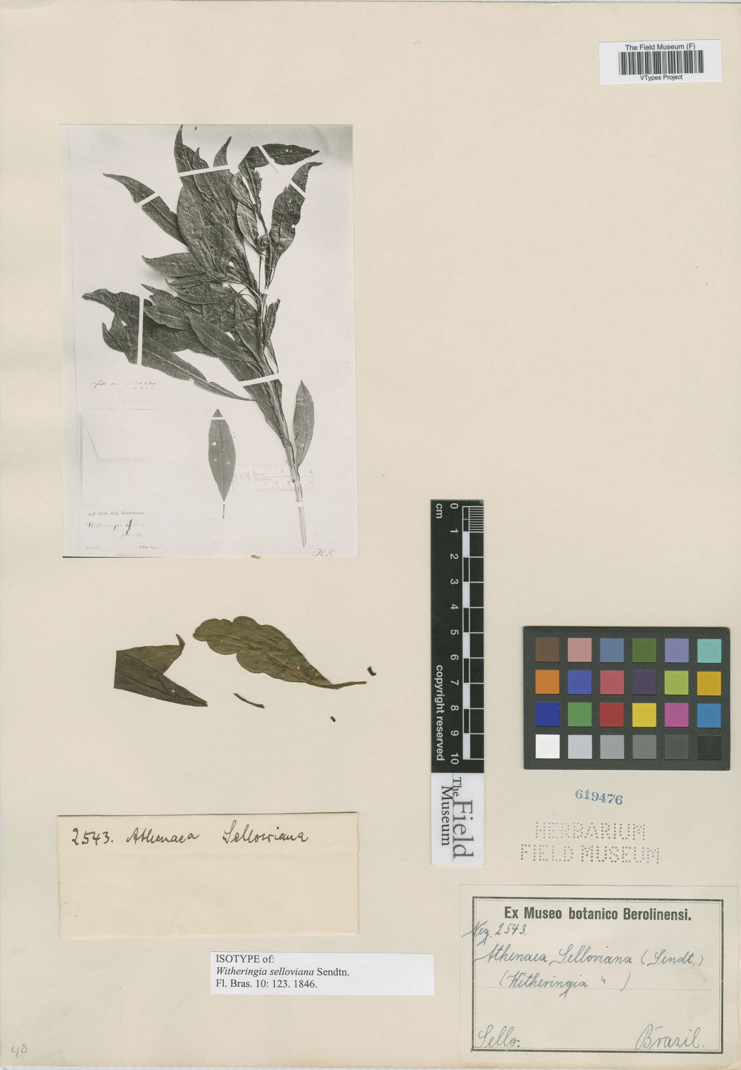 Aureliana selloviana image