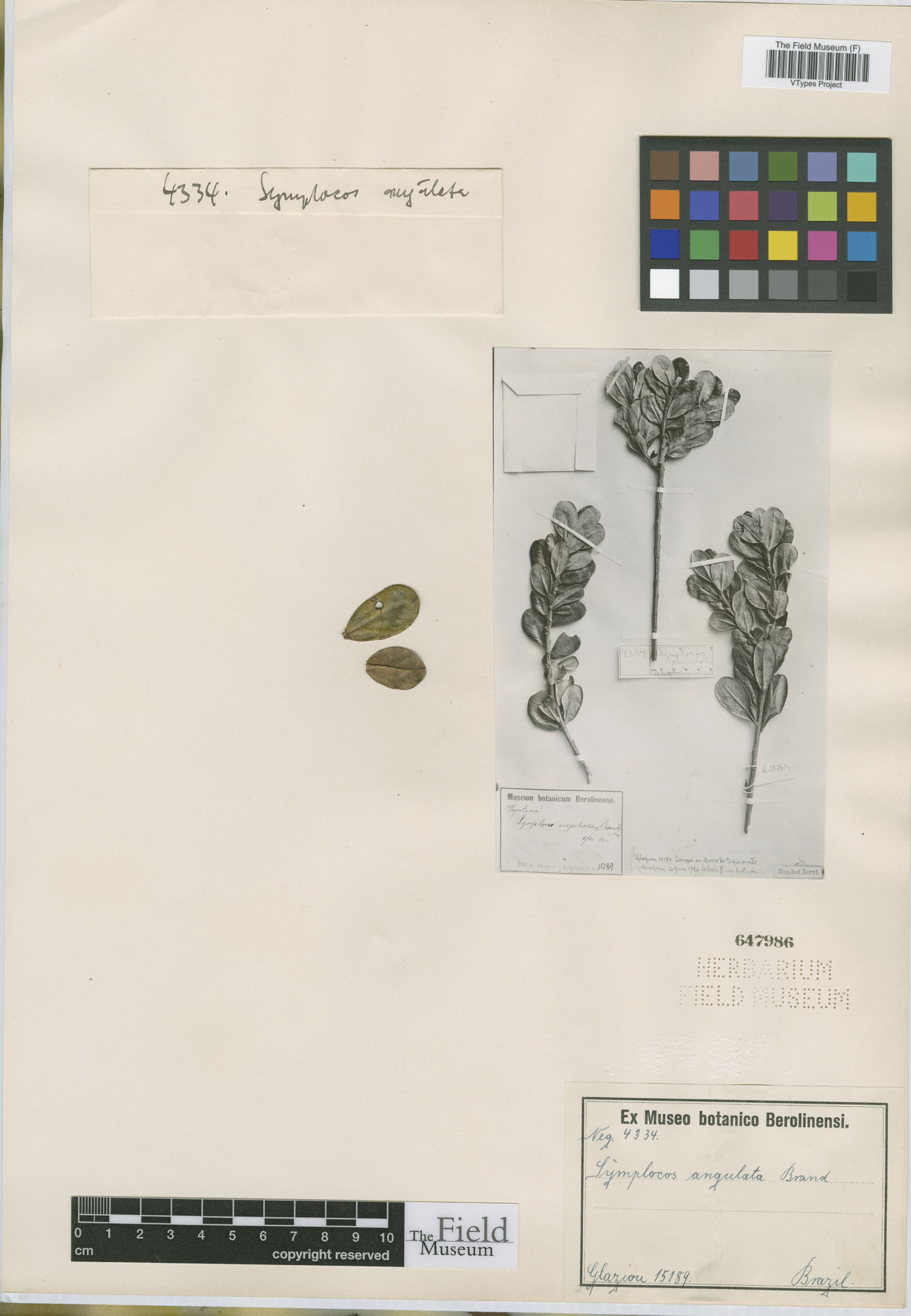 Symplocos angulata image
