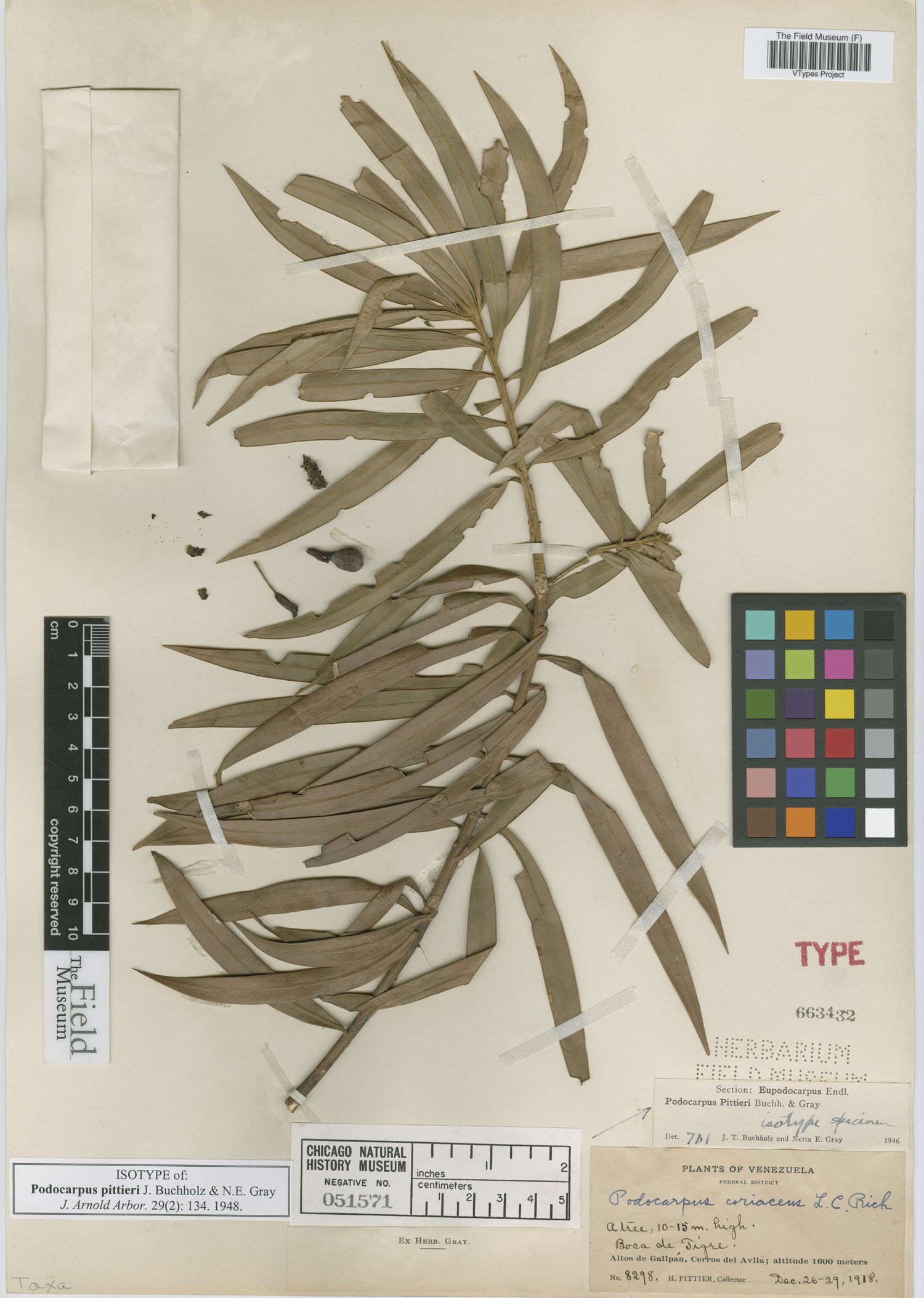 Podocarpus salicifolius image