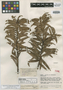 Podocarpus steyermarkii image