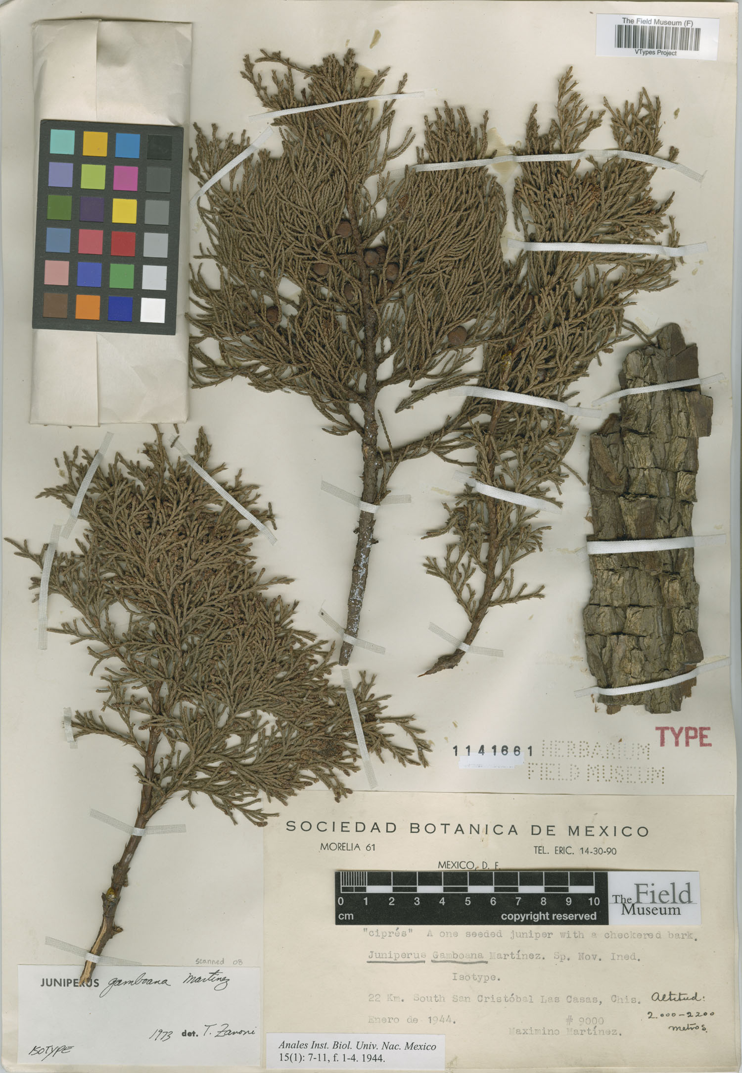 Juniperus gamboana image