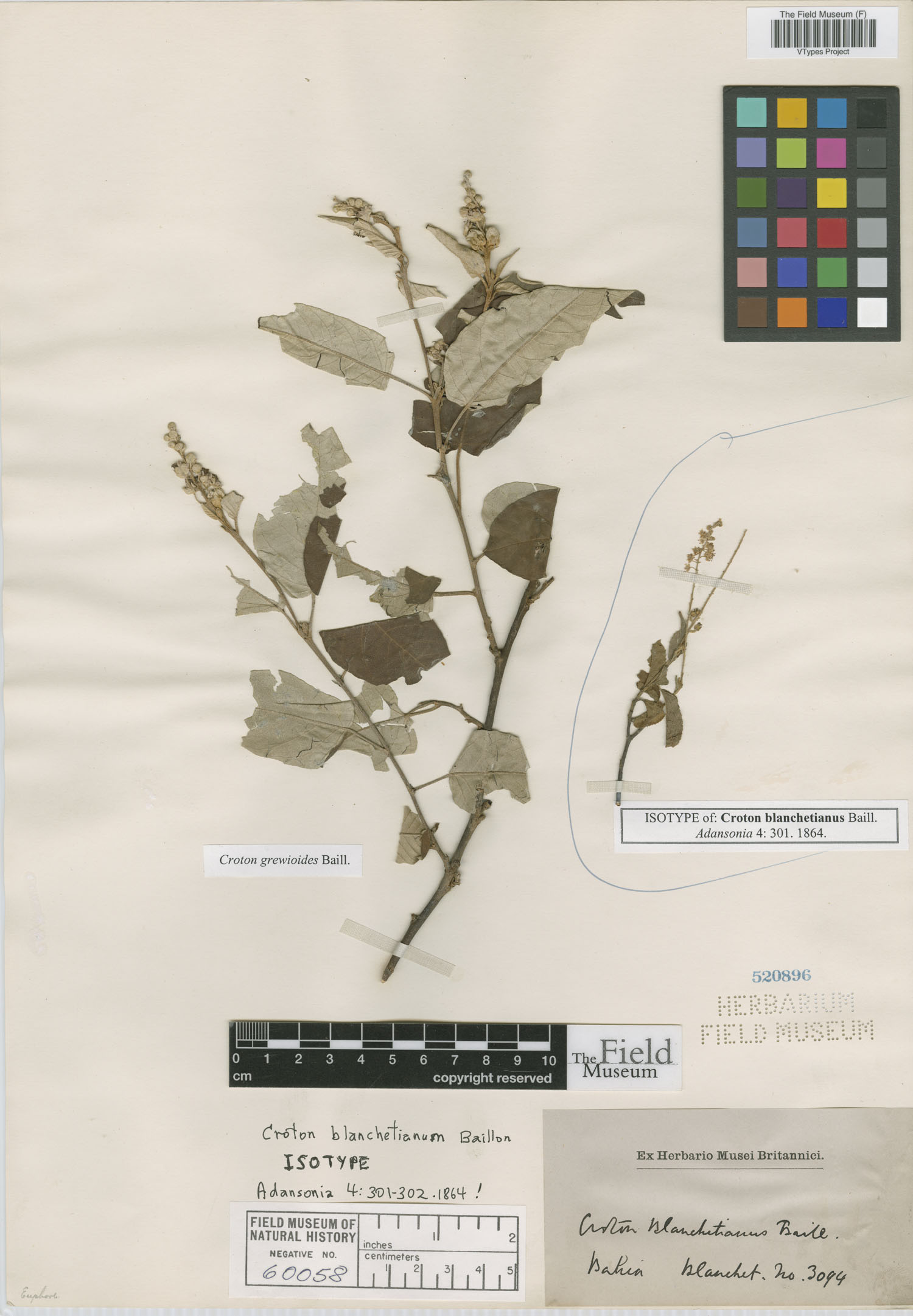 Croton blanchetianus image