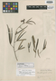 Manihot pentaphylla subsp. rigidula image