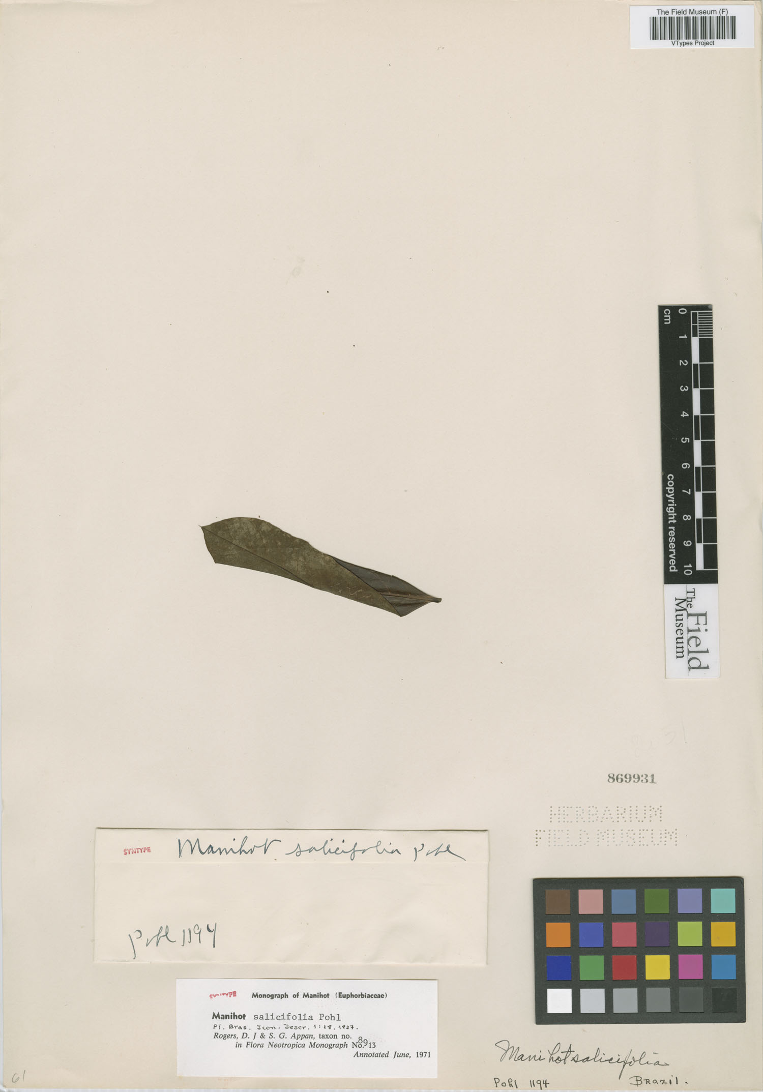 Manihot salicifolia image