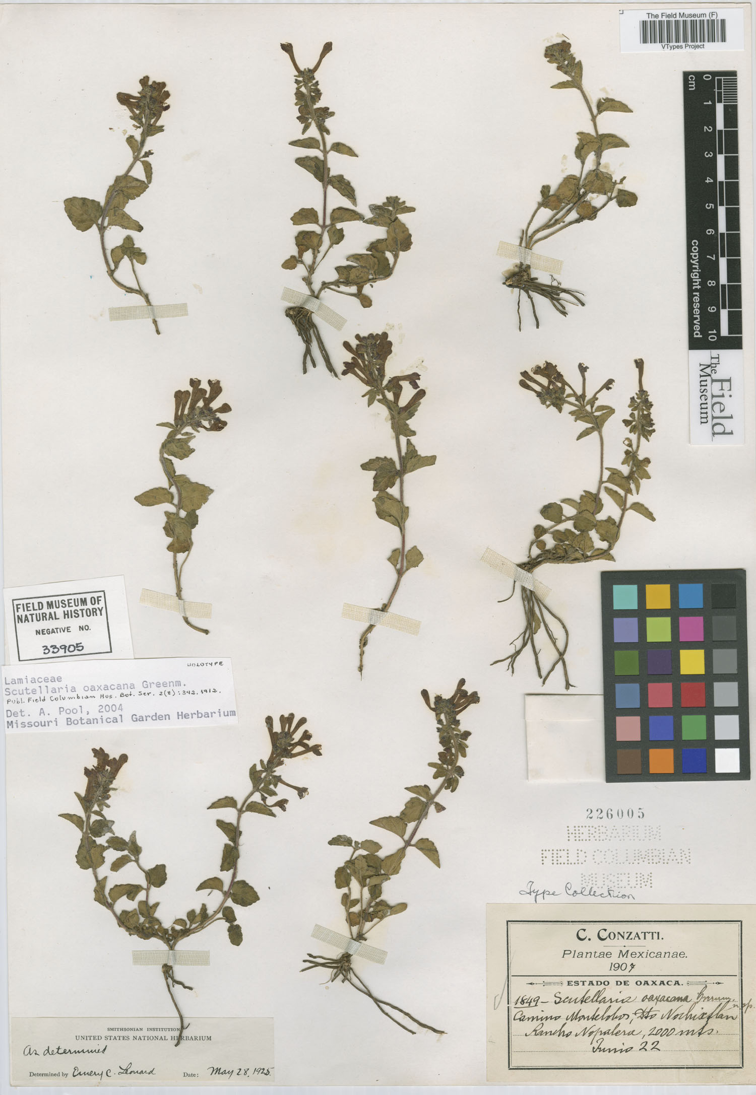 Scutellaria oaxacana image