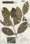 Calyptranthes manuensis image