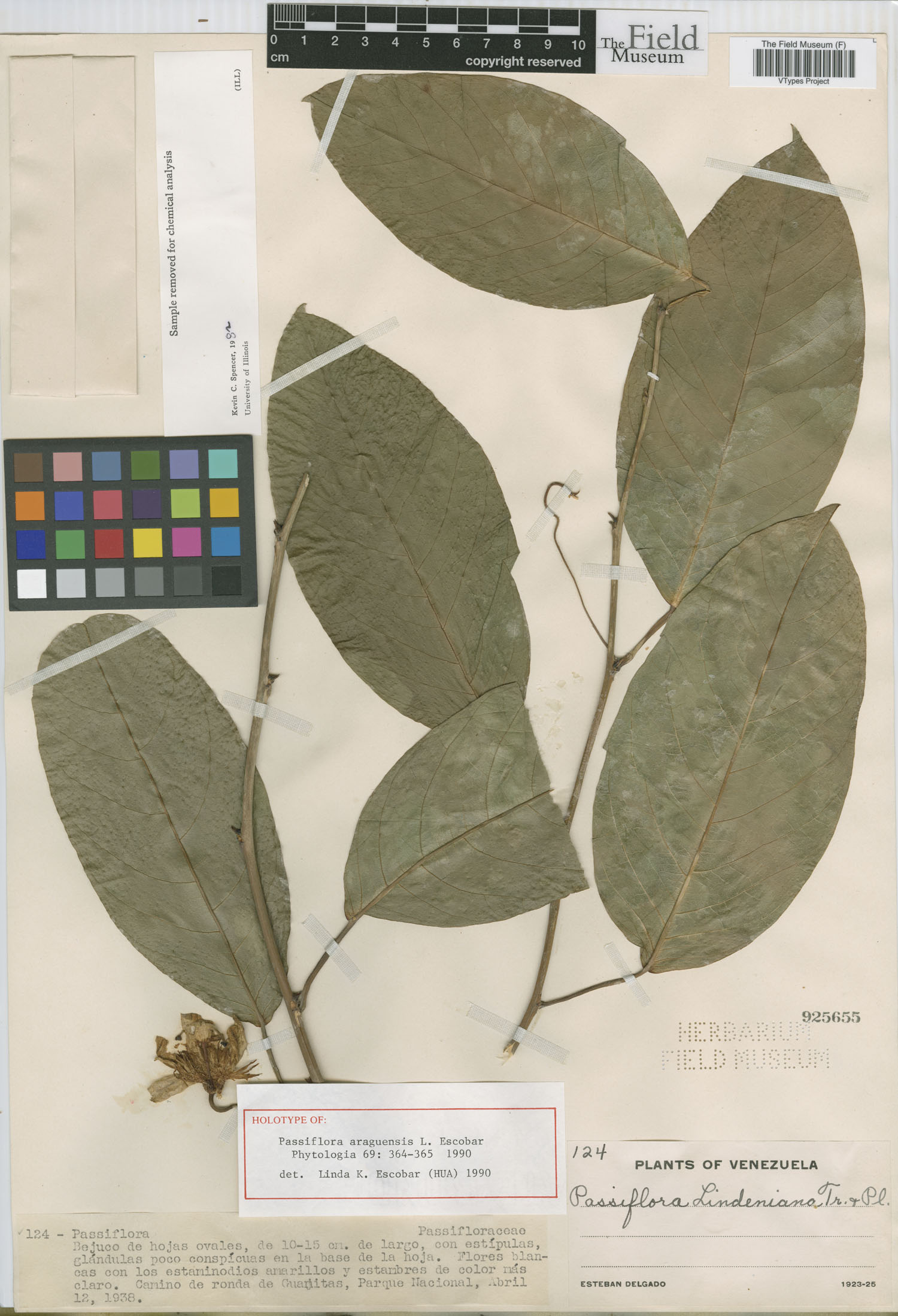Passiflora araguensis image