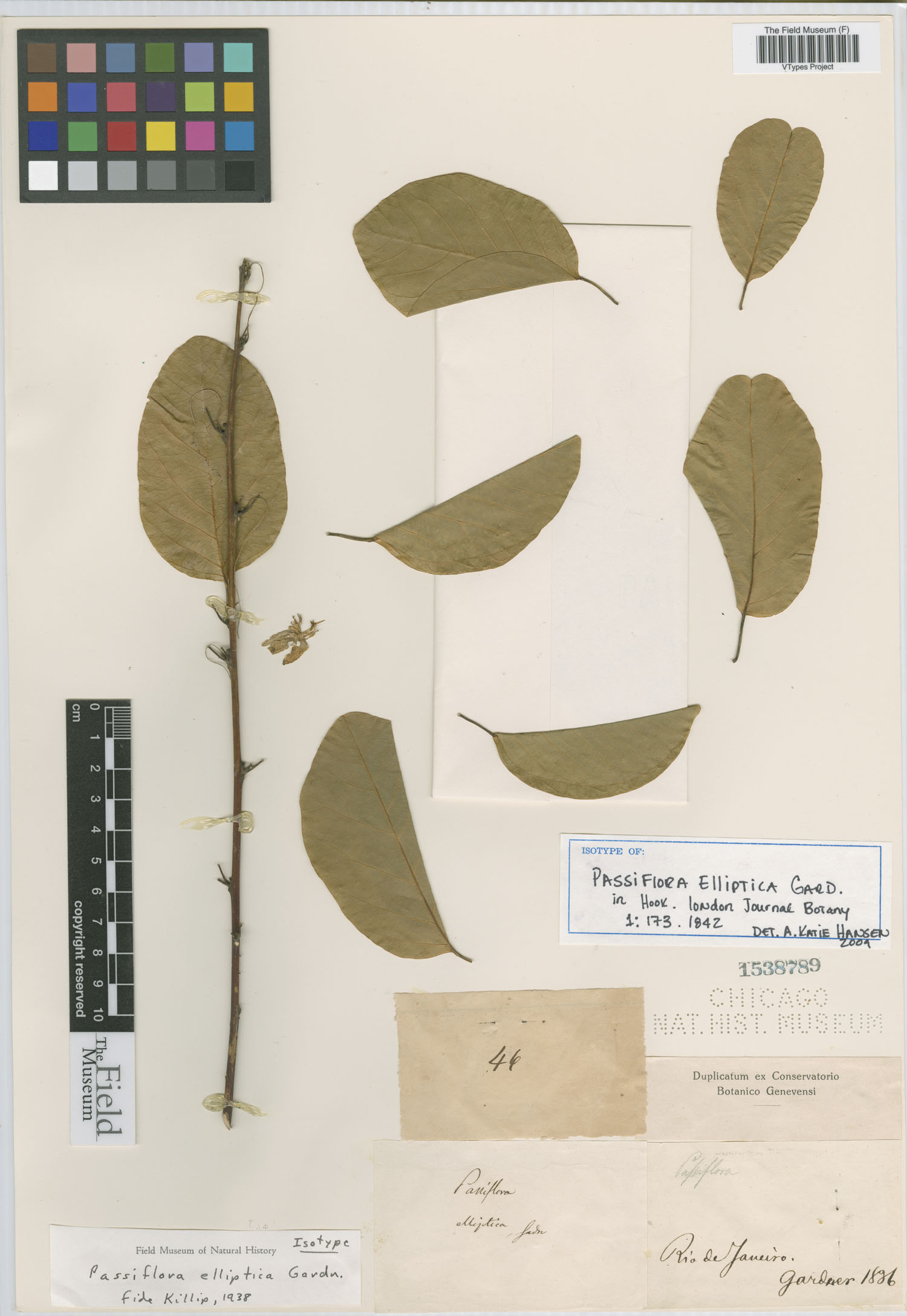 Passiflora elliptica image