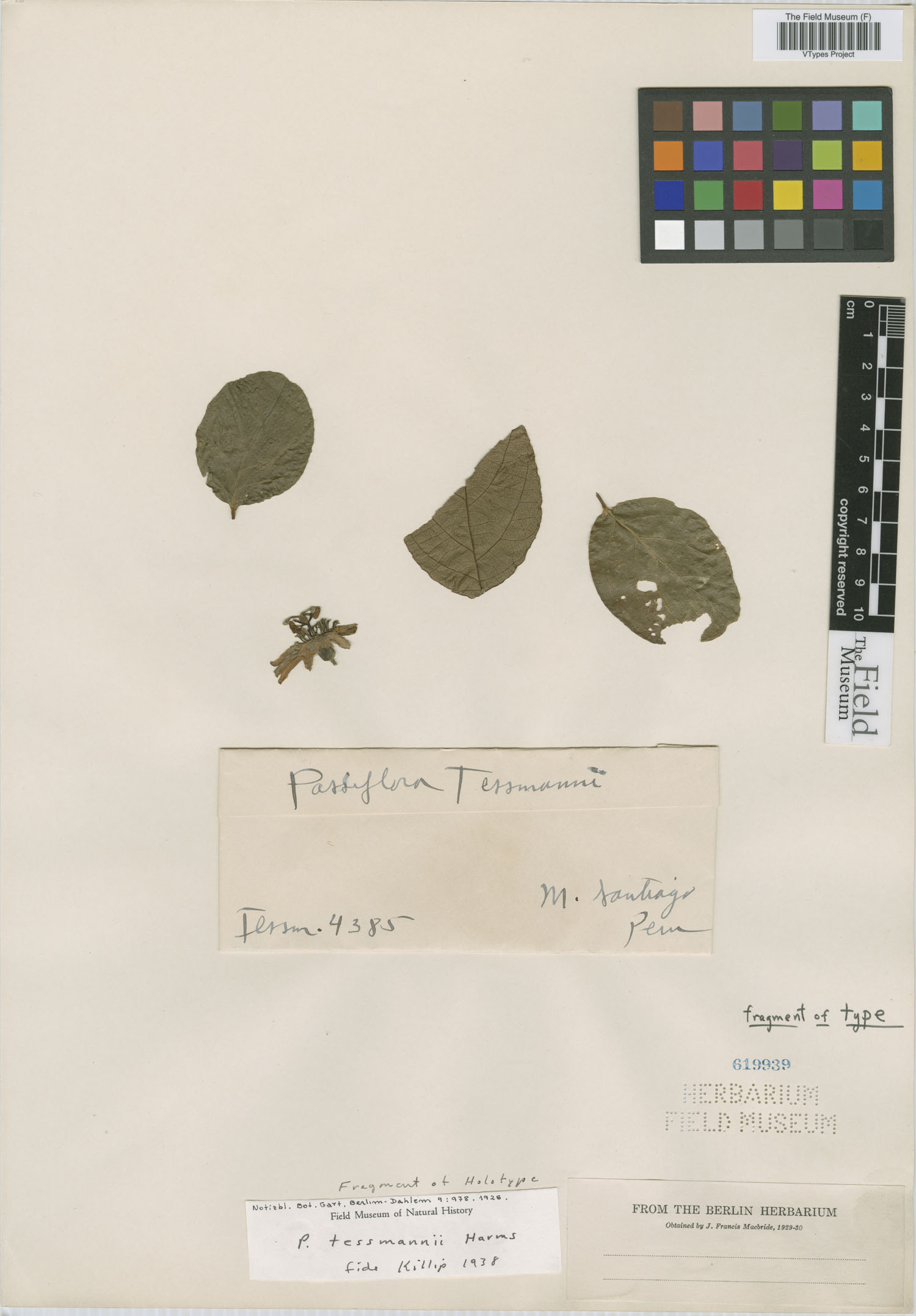 Passiflora tessmannii image