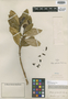 Rudgea gardenioides image