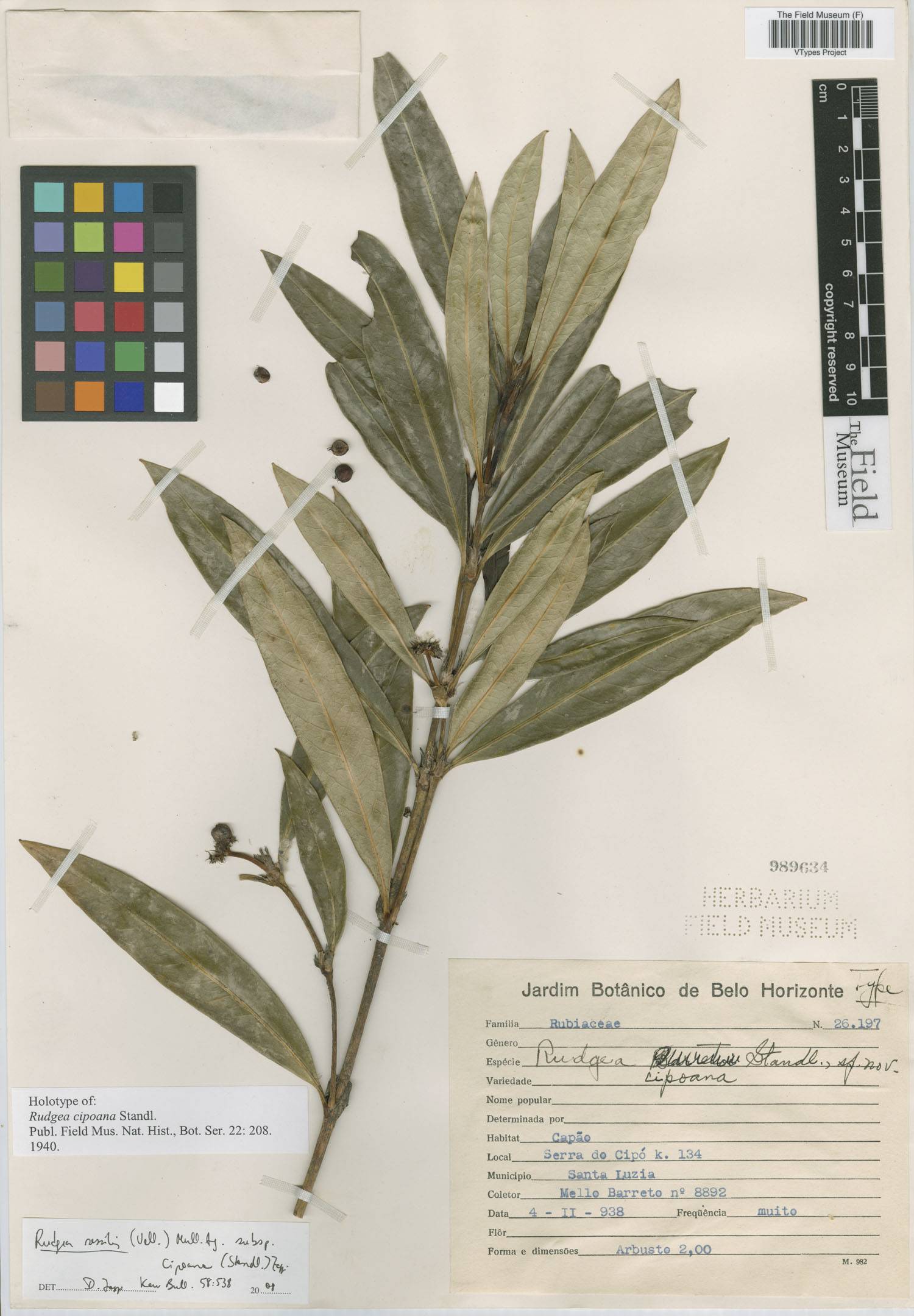 Rudgea sessilis subsp. cipoana image