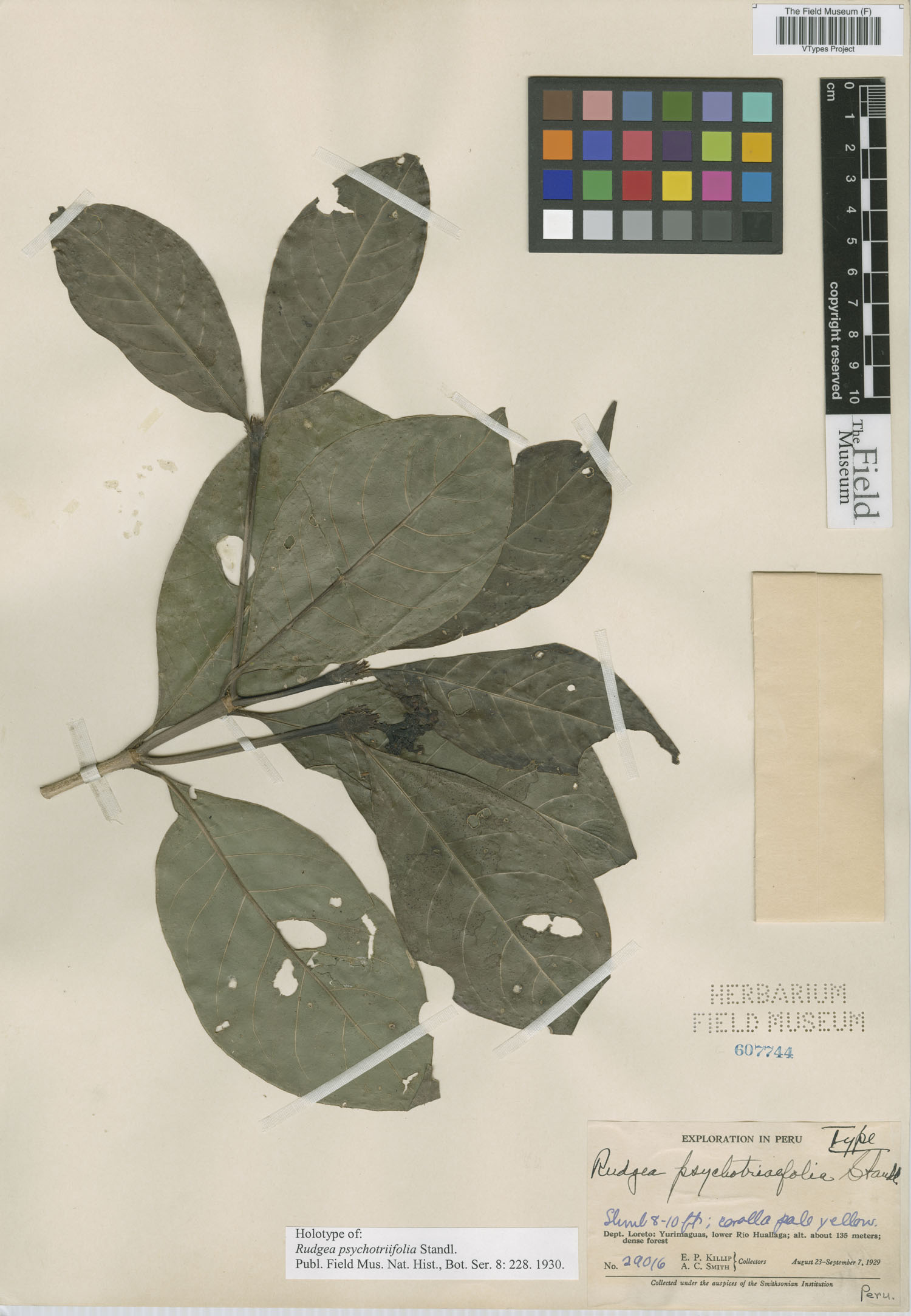 Rudgea psychotriifolia image