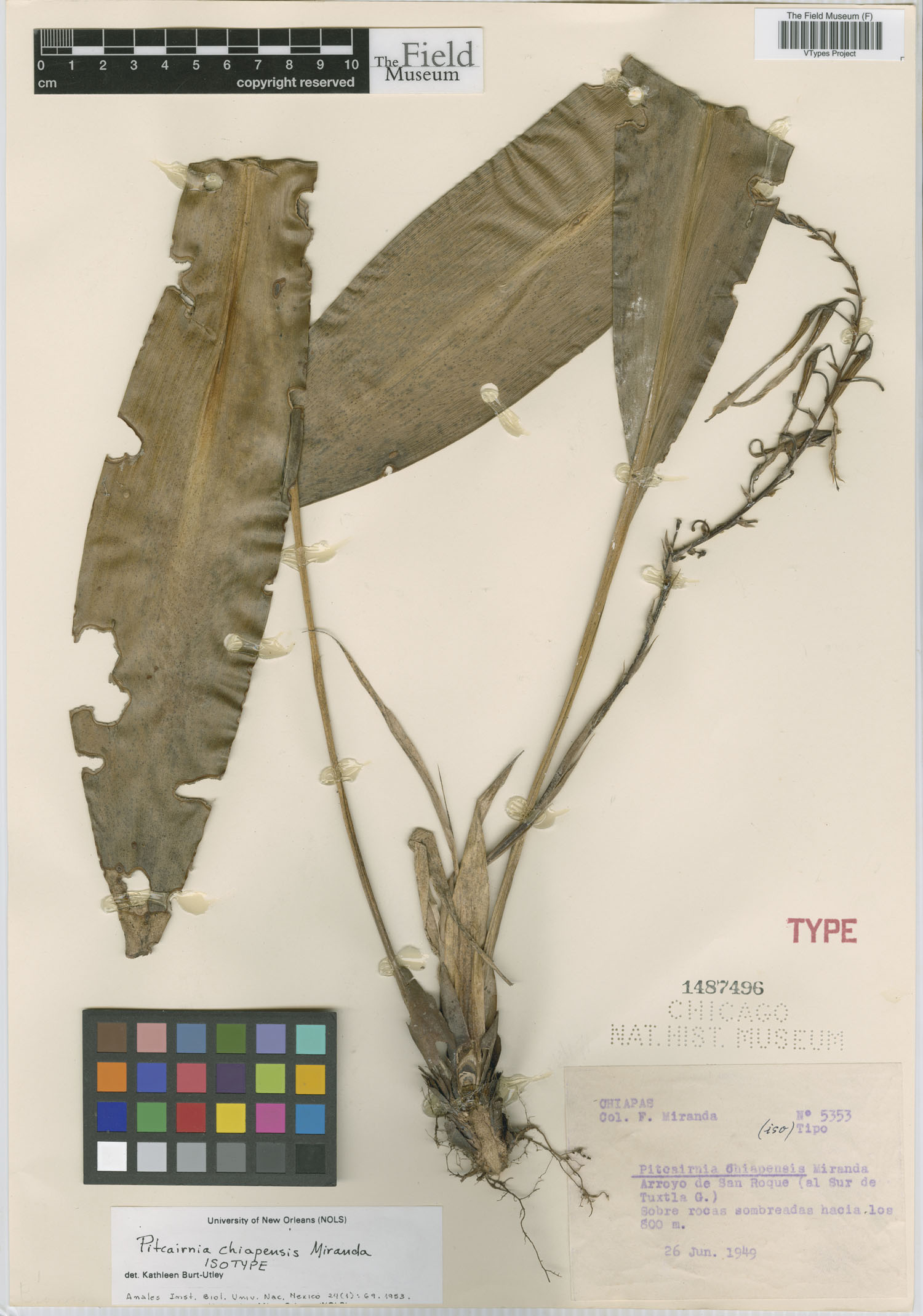 Pitcairnia chiapensis image