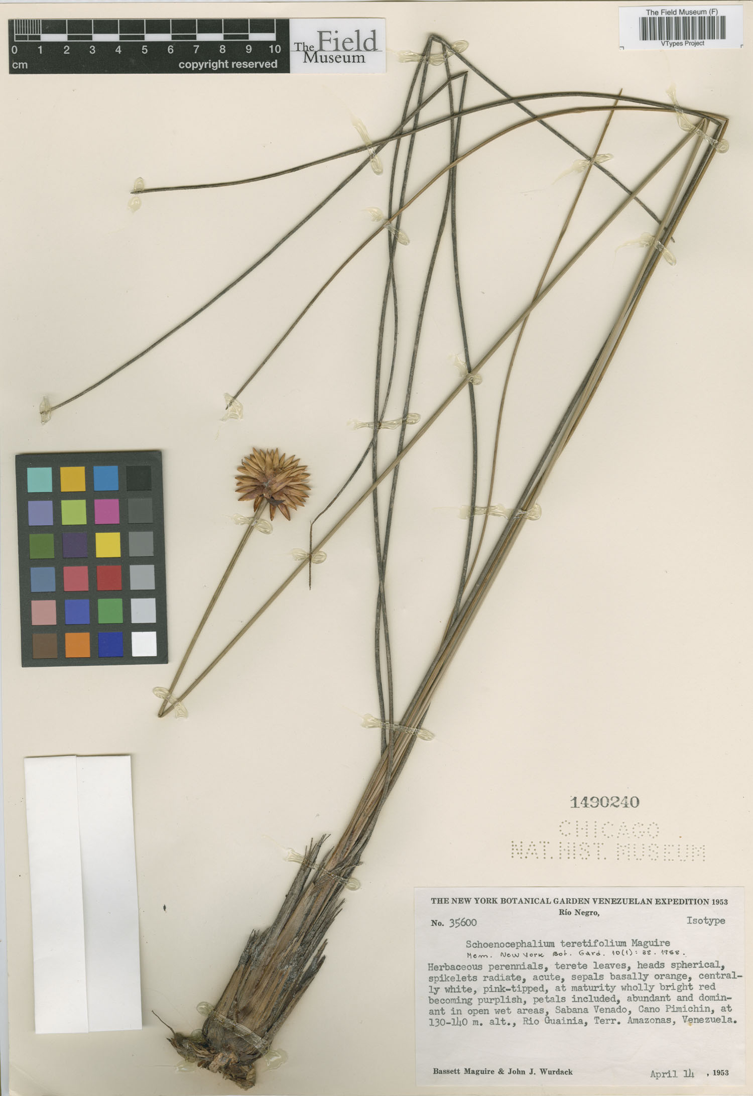 Schoenocephalium teretifolium image