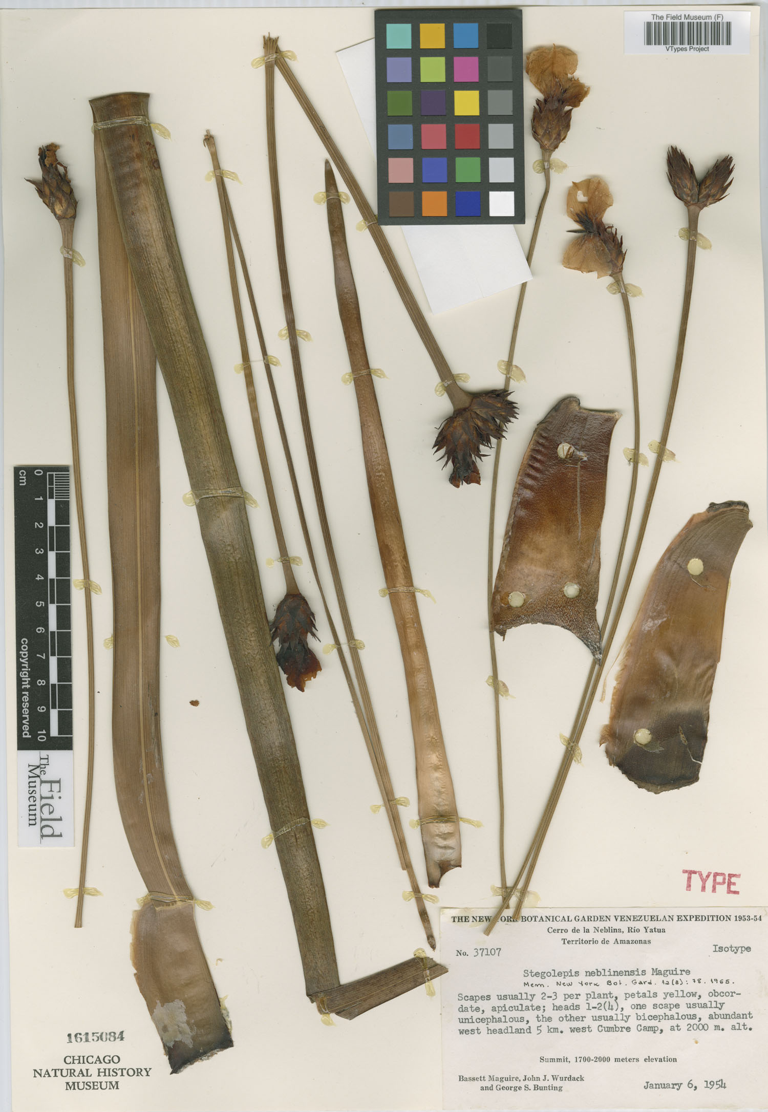 Stegolepis neblinensis image