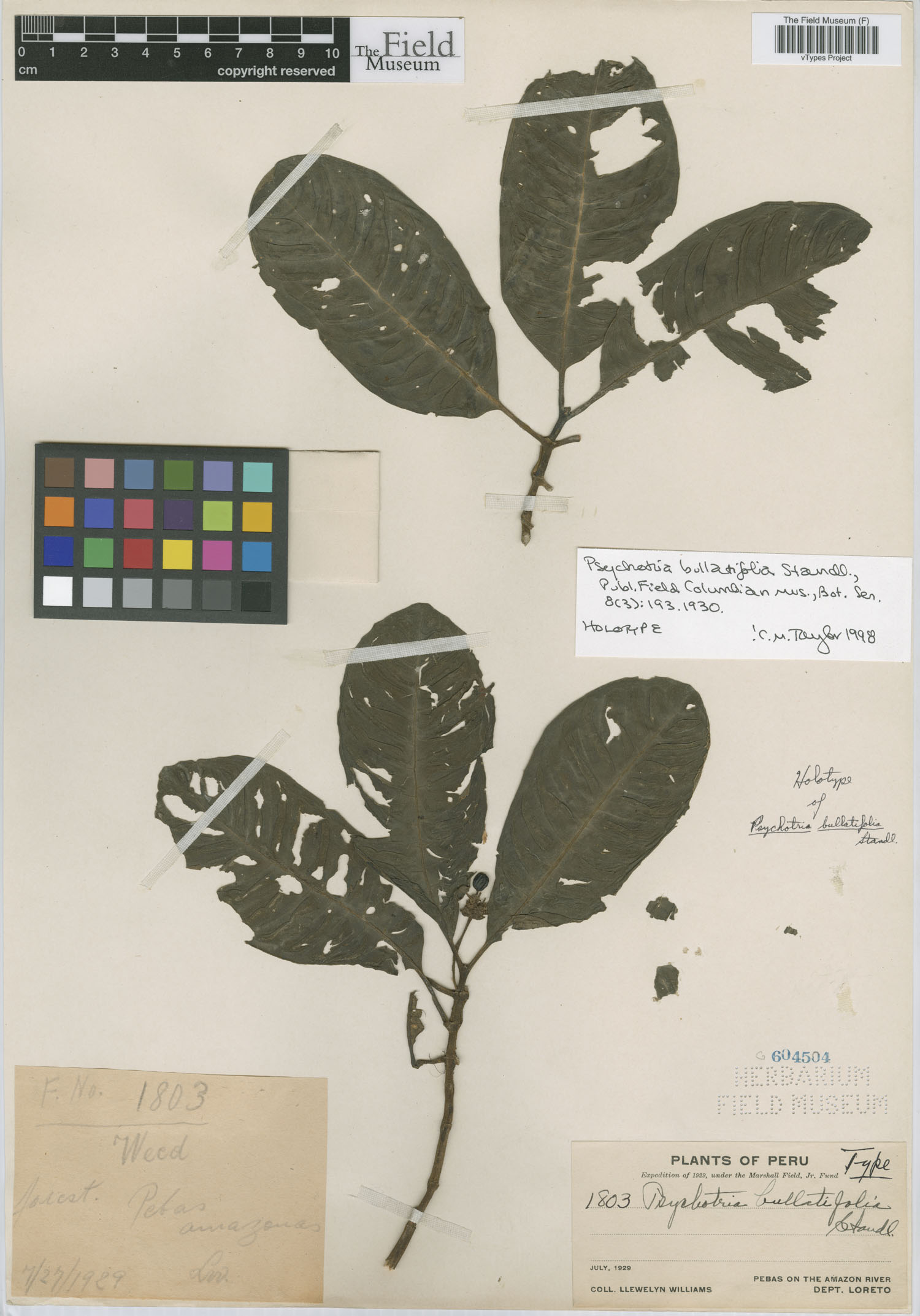 Psychotria bullatifolia image