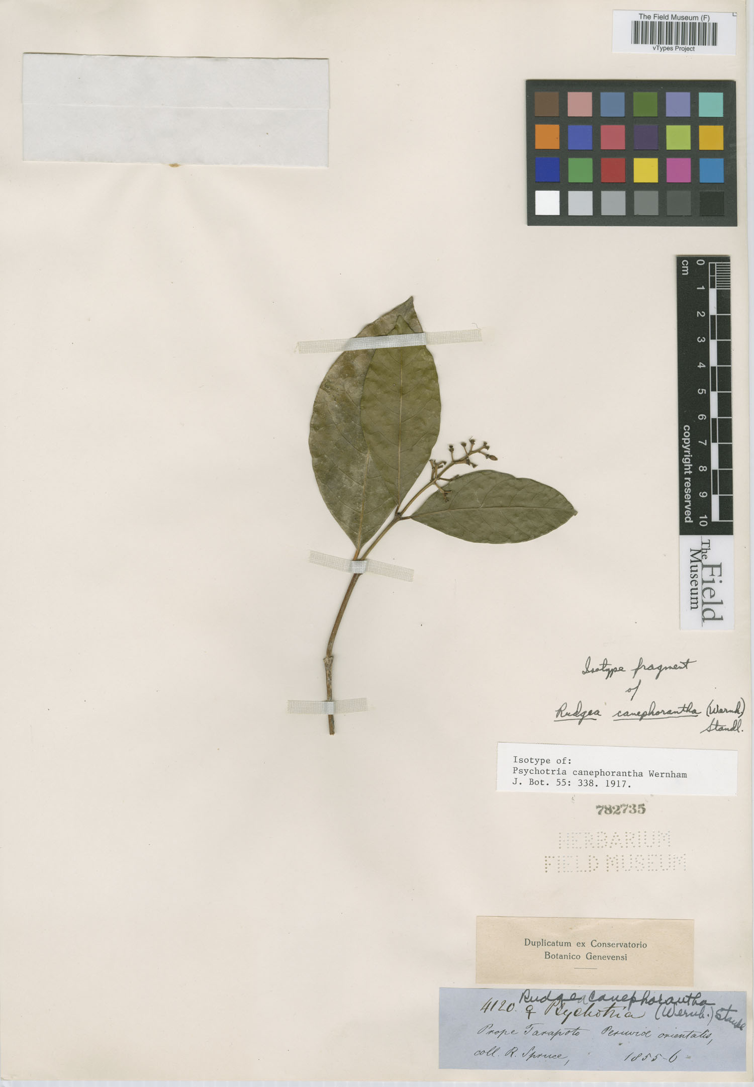 Psychotria canephorantha image