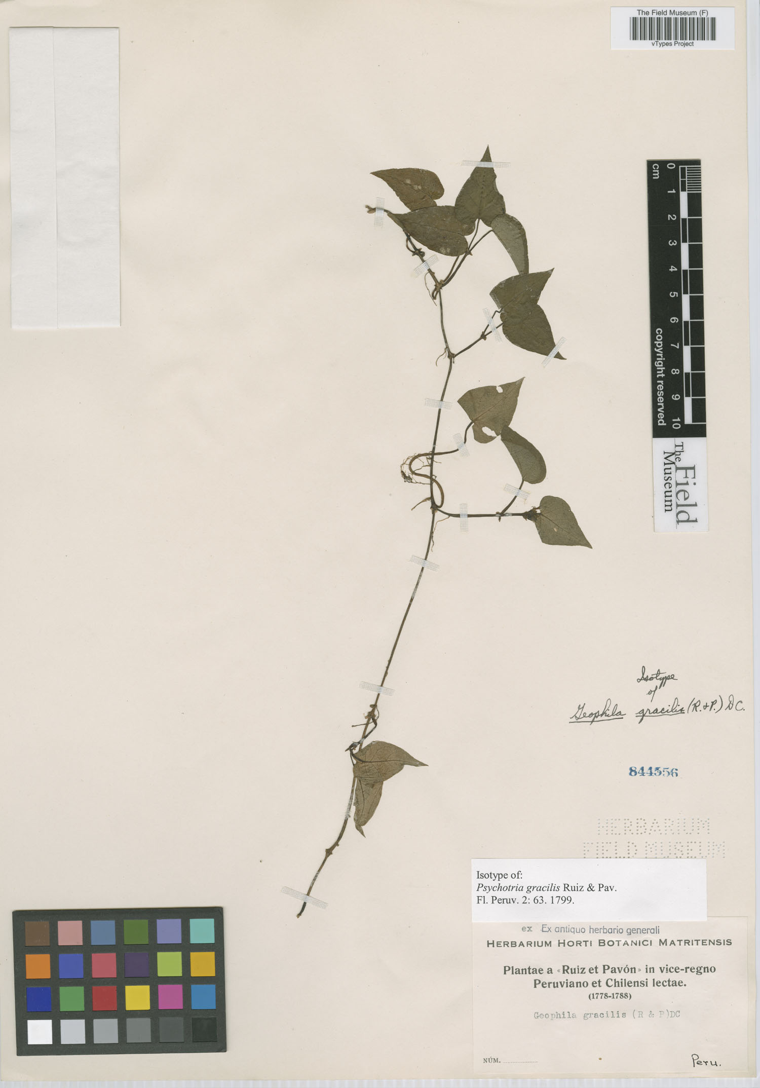 Psychotria gracilis image