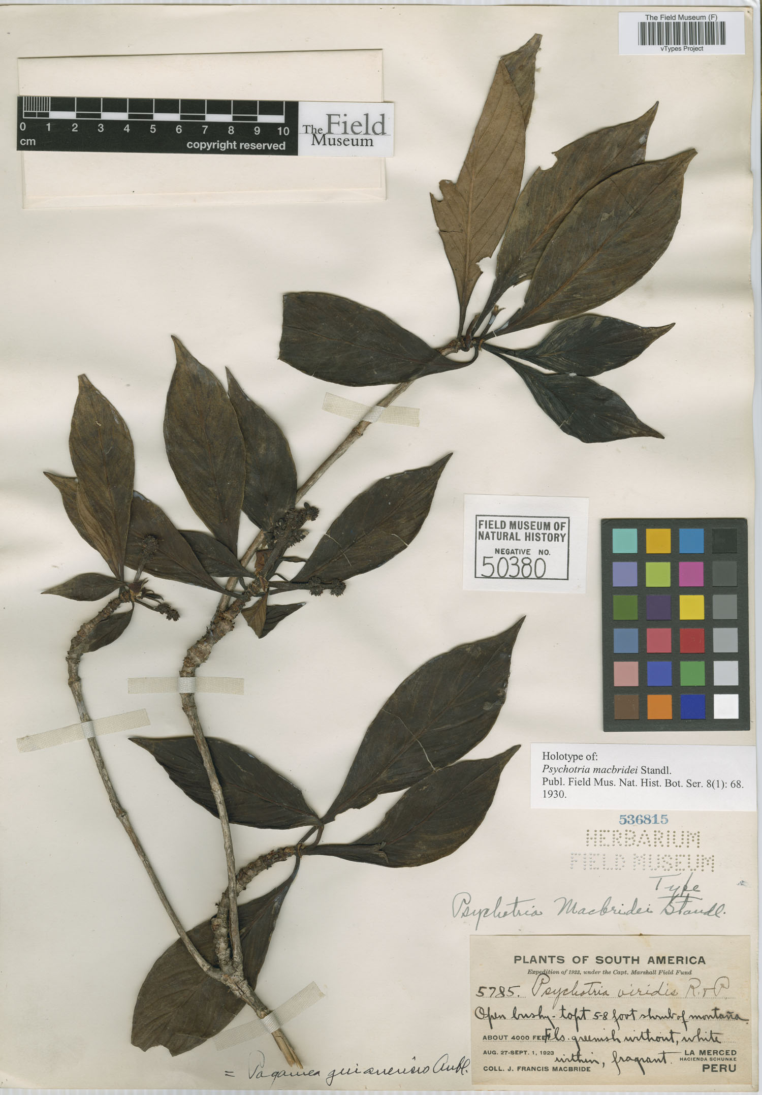 Psychotria macbridei image