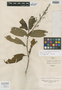 Psychotria macrobotrys image