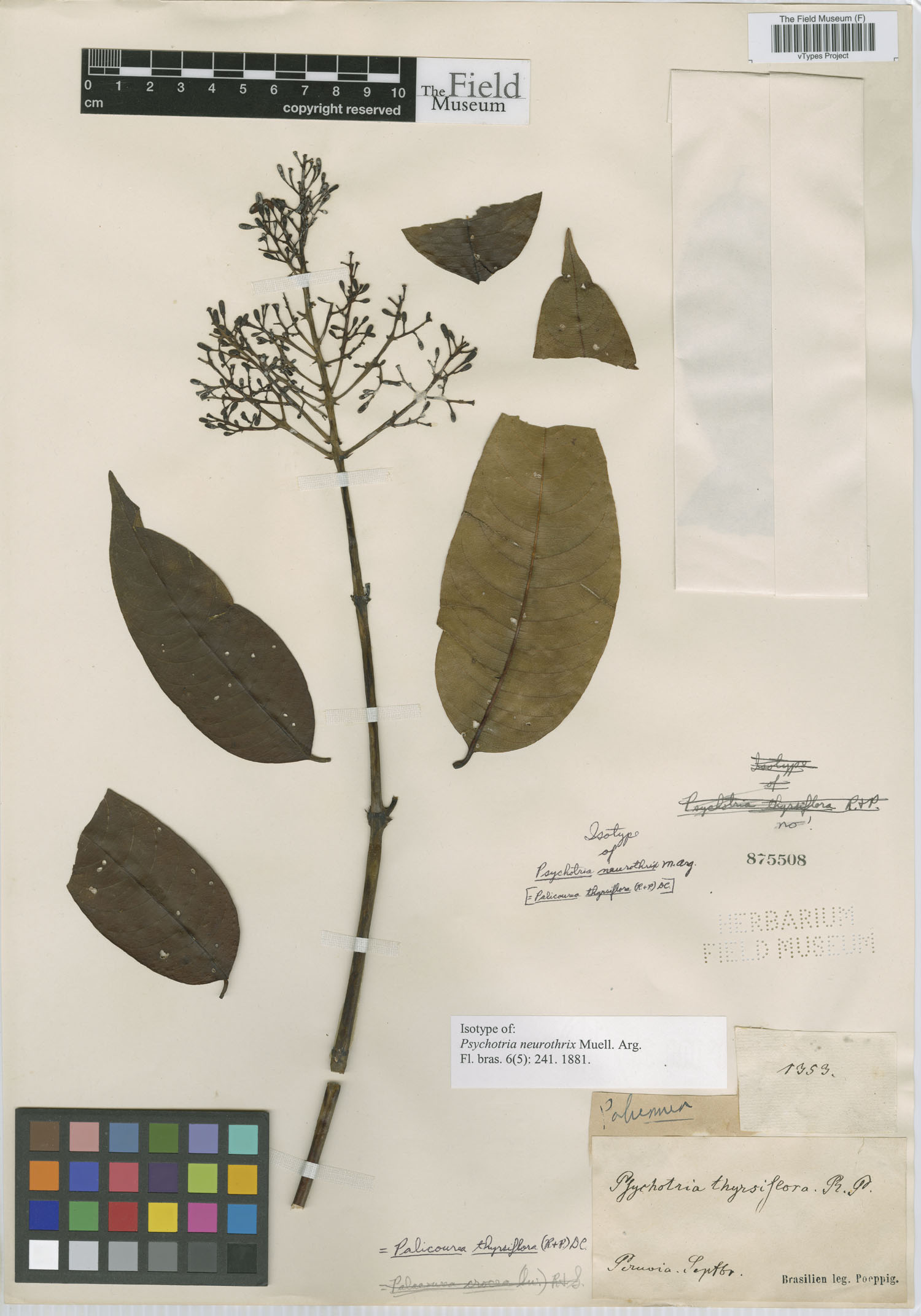 Psychotria neurothrix image