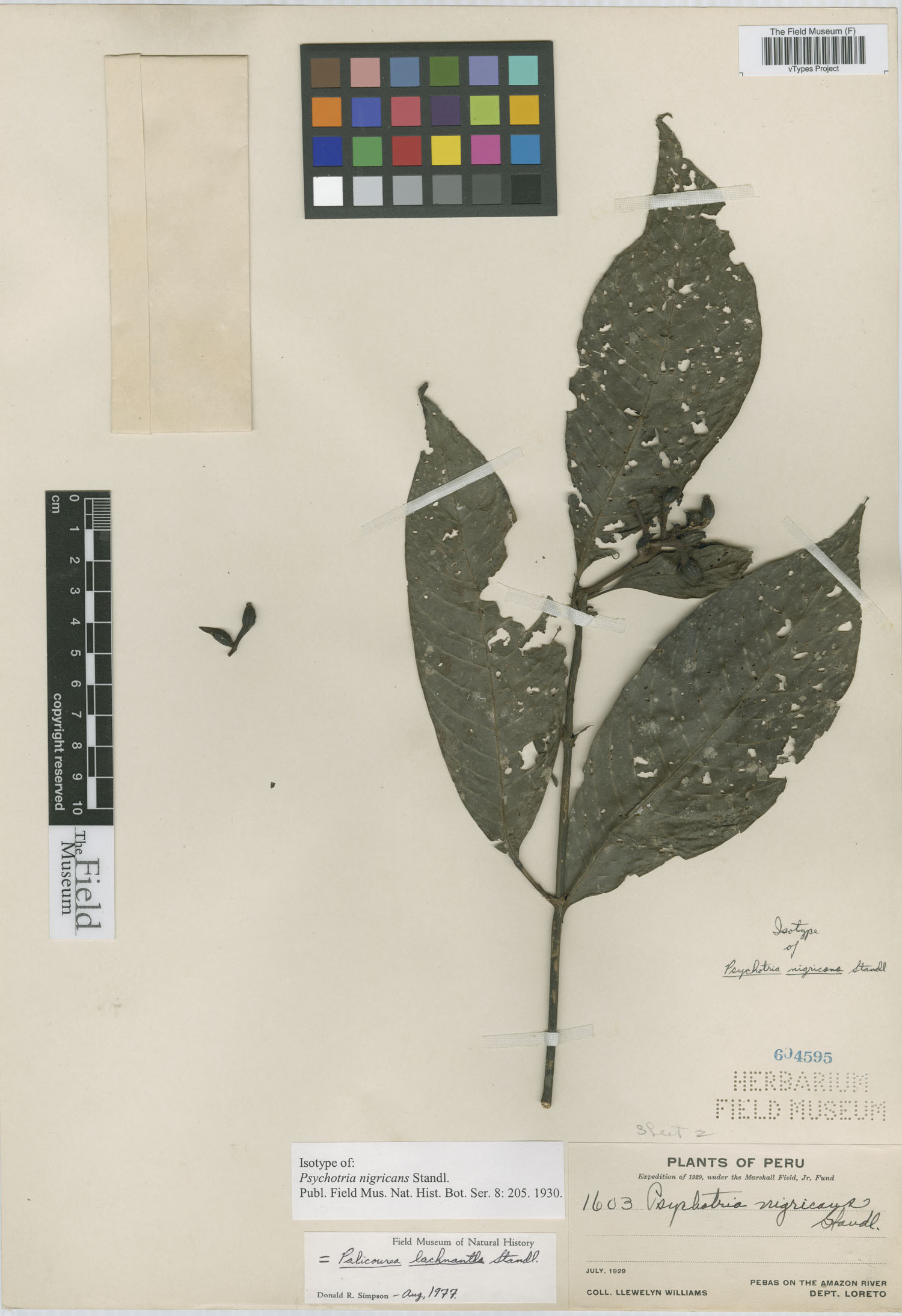 Psychotria nigricans image