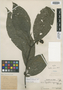 Psychotria nigricans image