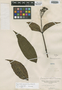 Psychotria punicea image