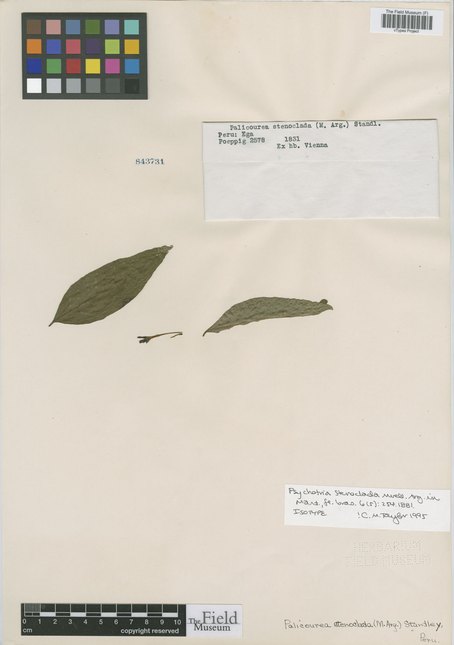 Psychotria stenoclada image