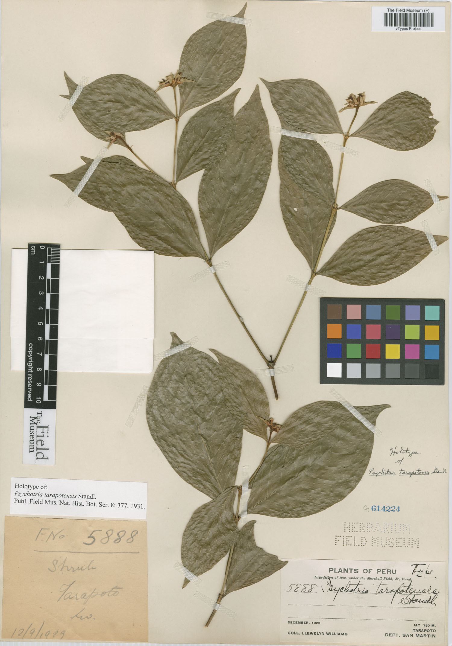 Psychotria tarapotensis image