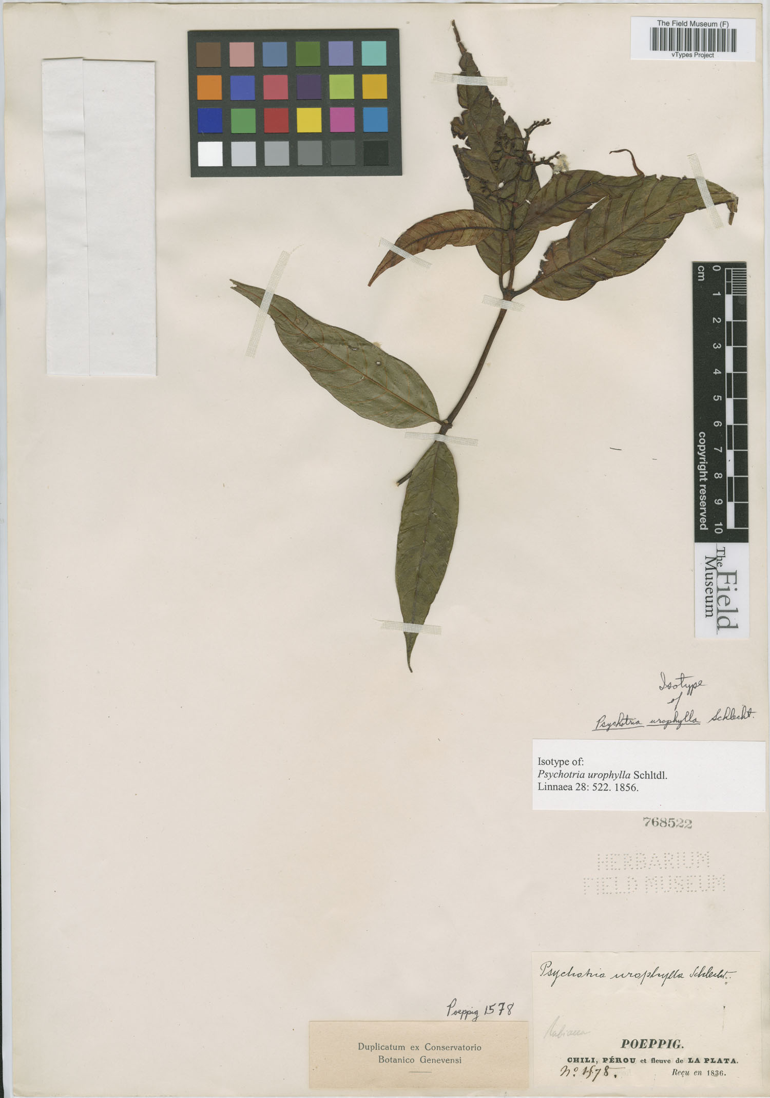 Psychotria urophylla image