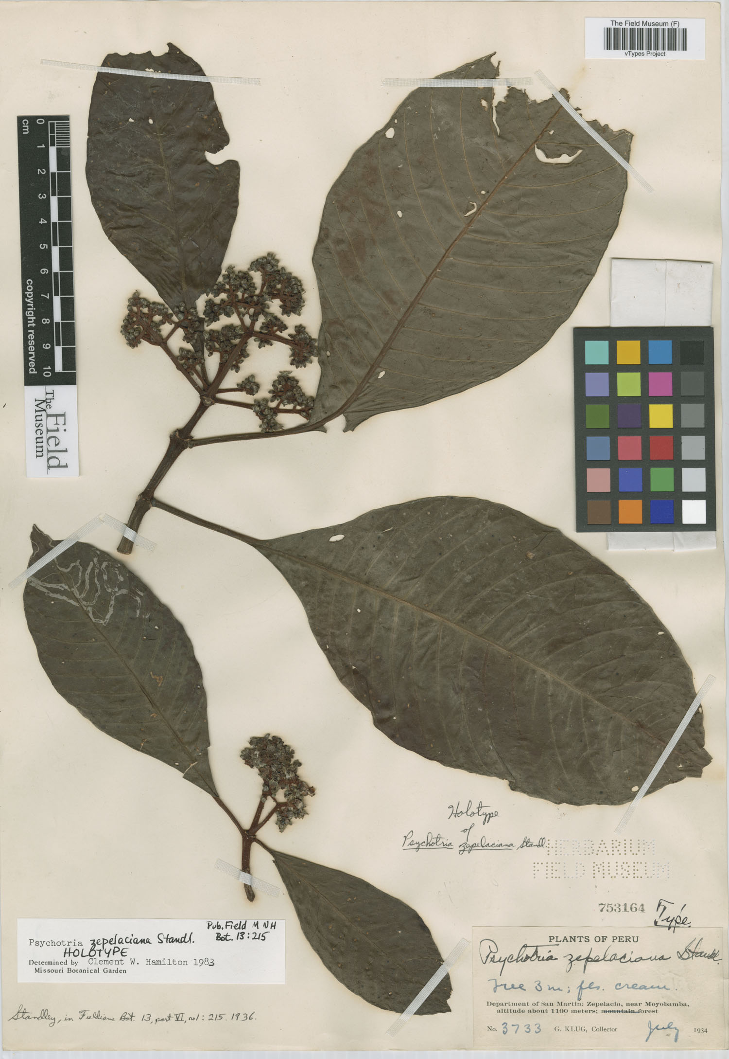 Psychotria zepelaciana image