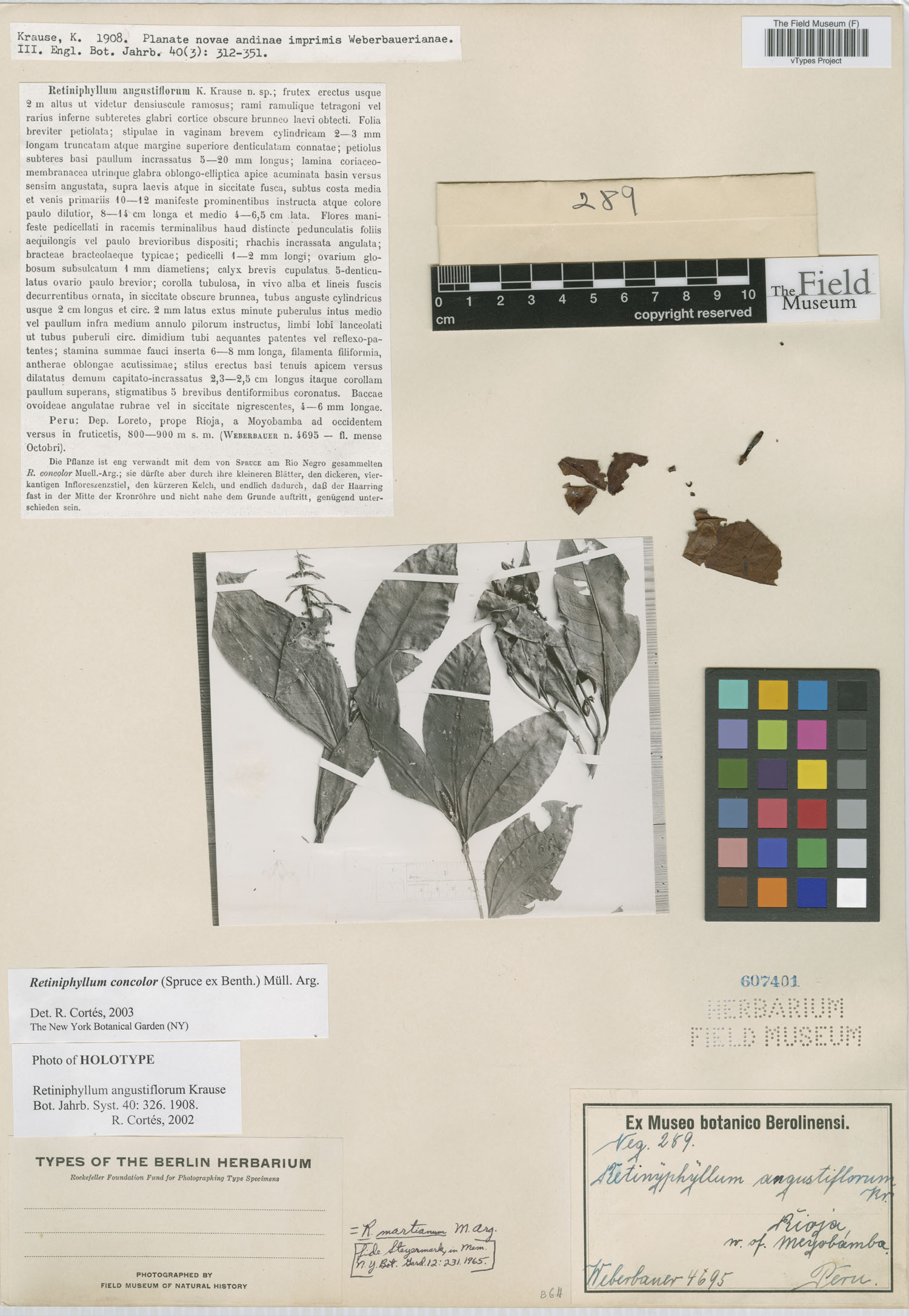 Retiniphyllum angustiflorum image