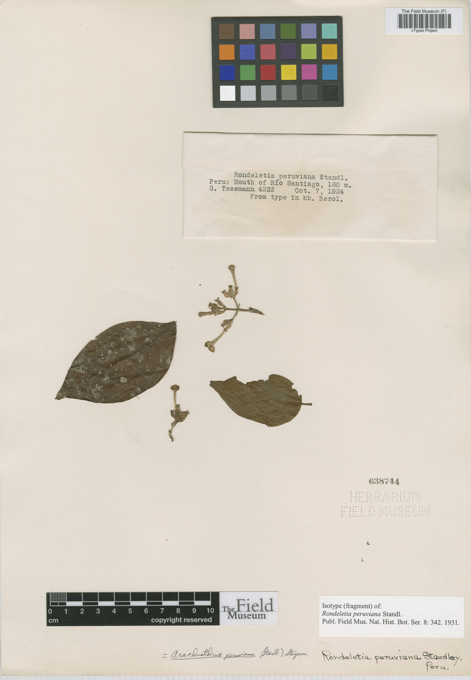 Rondeletia peruviana image