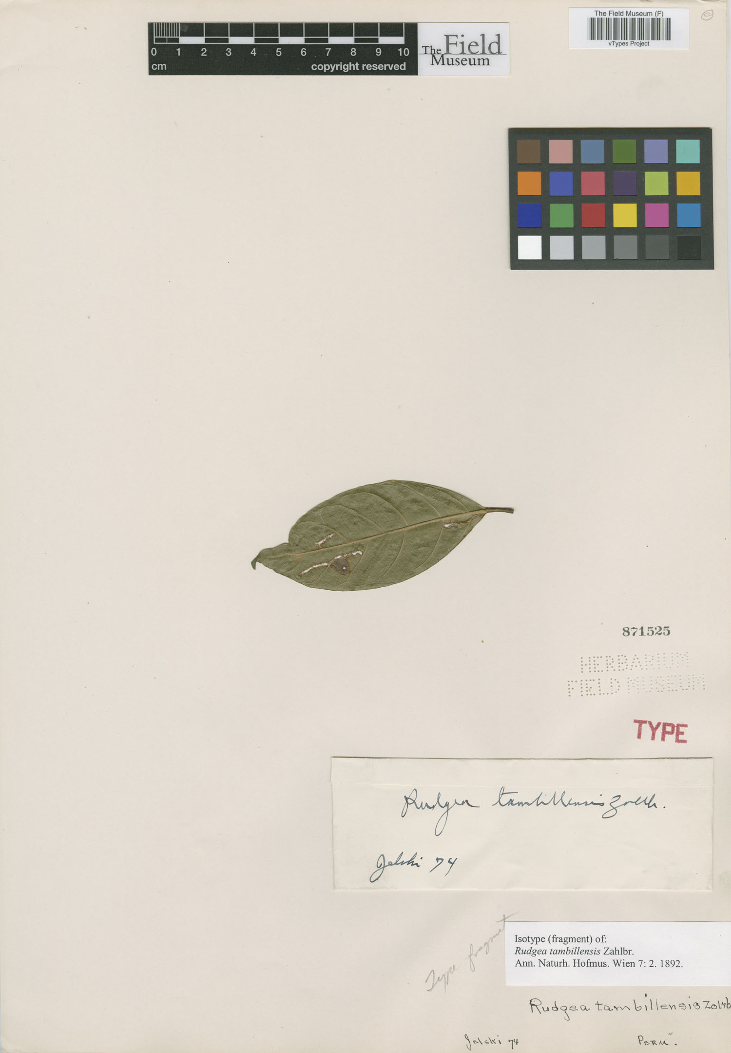 Rudgea tambillensis image