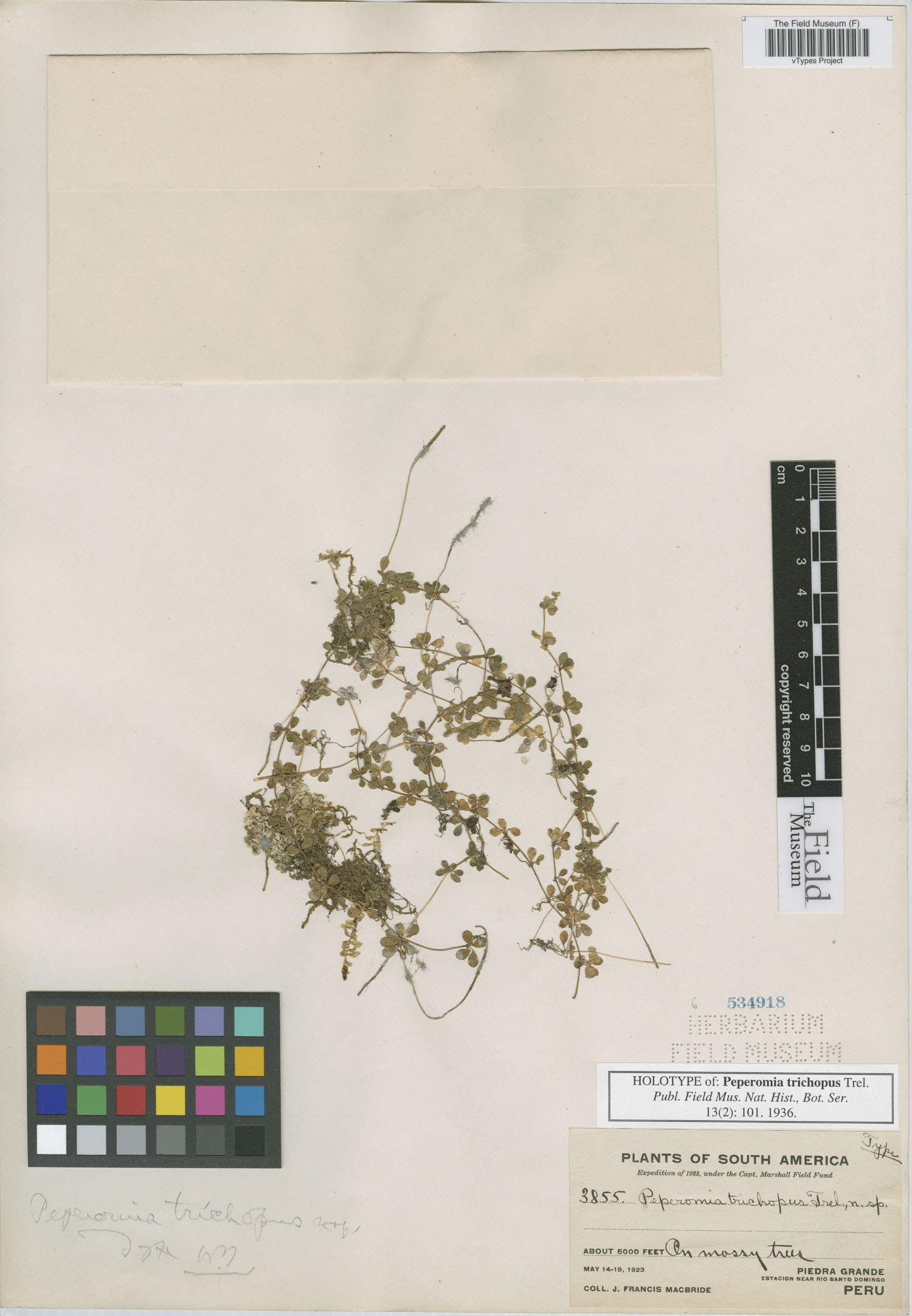Peperomia trichopus image