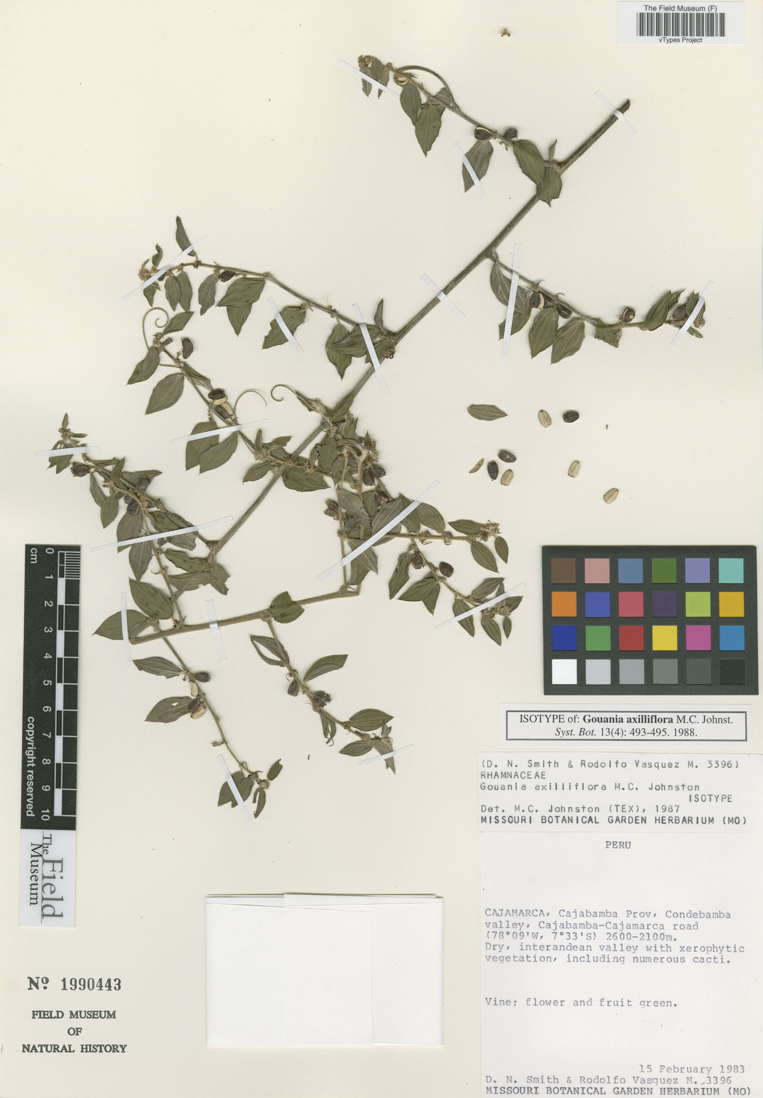 Gouania axilliflora image