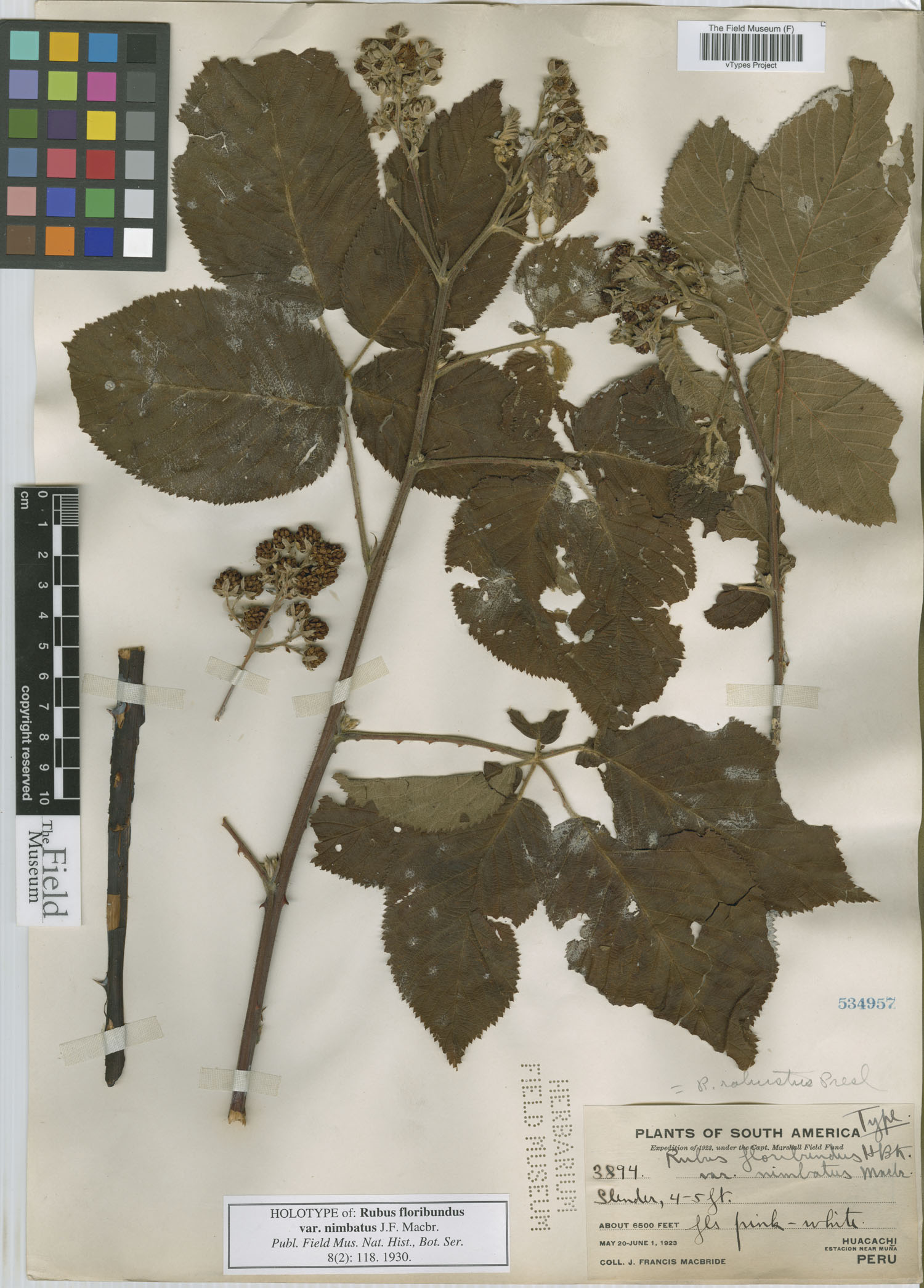 Rubus floribundus var. nimbatus image