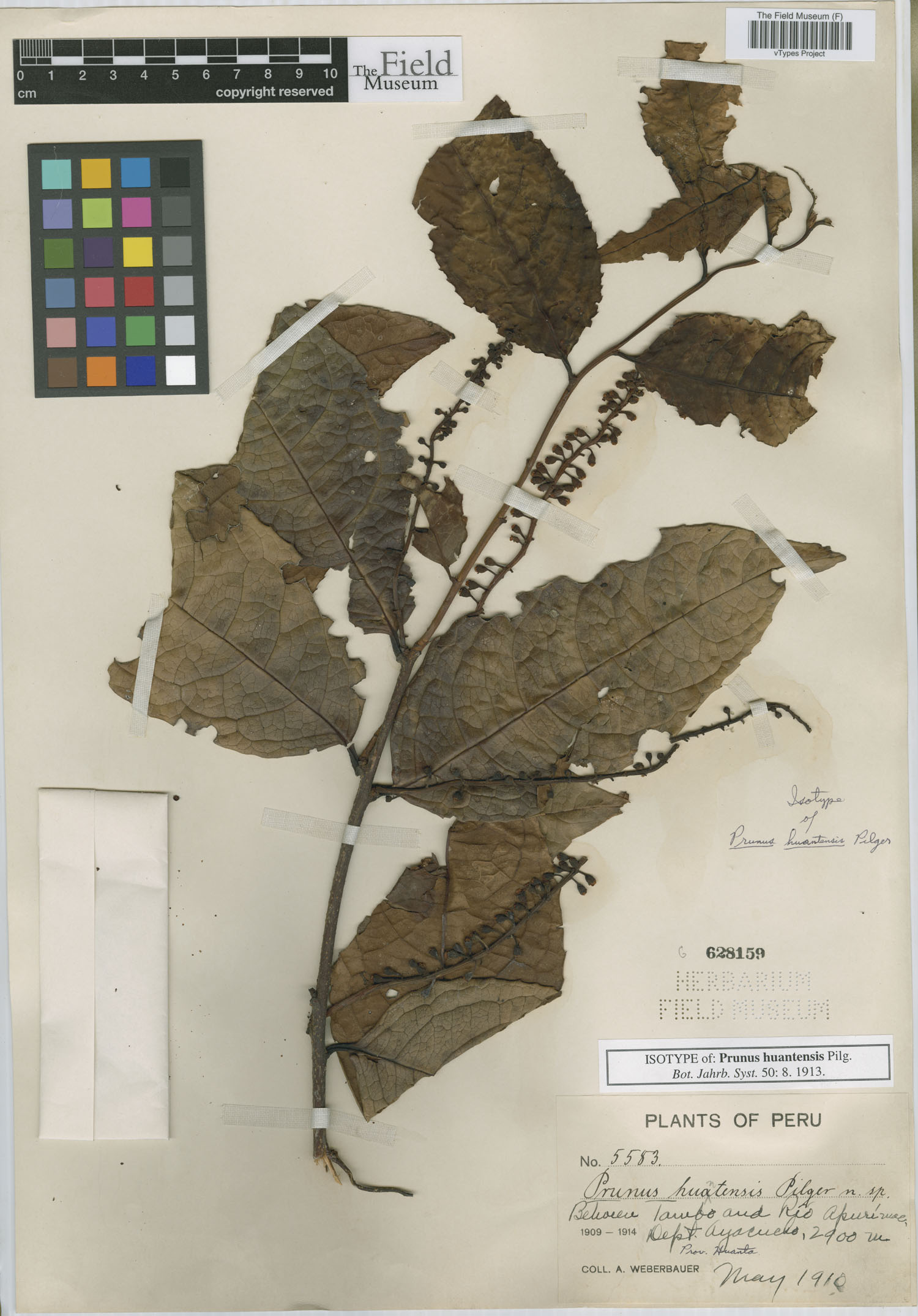 Prunus huantensis image