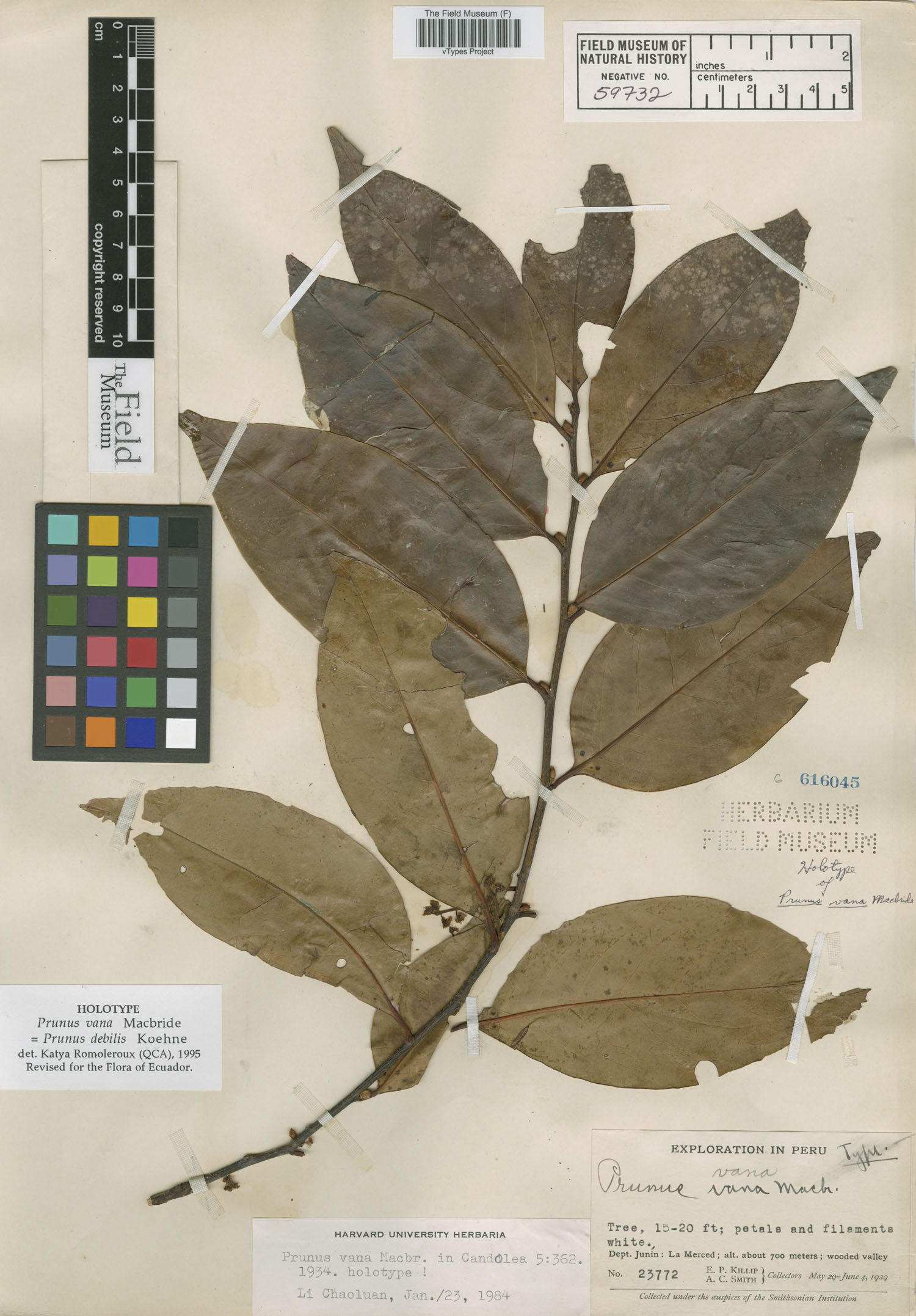 Prunus vana image