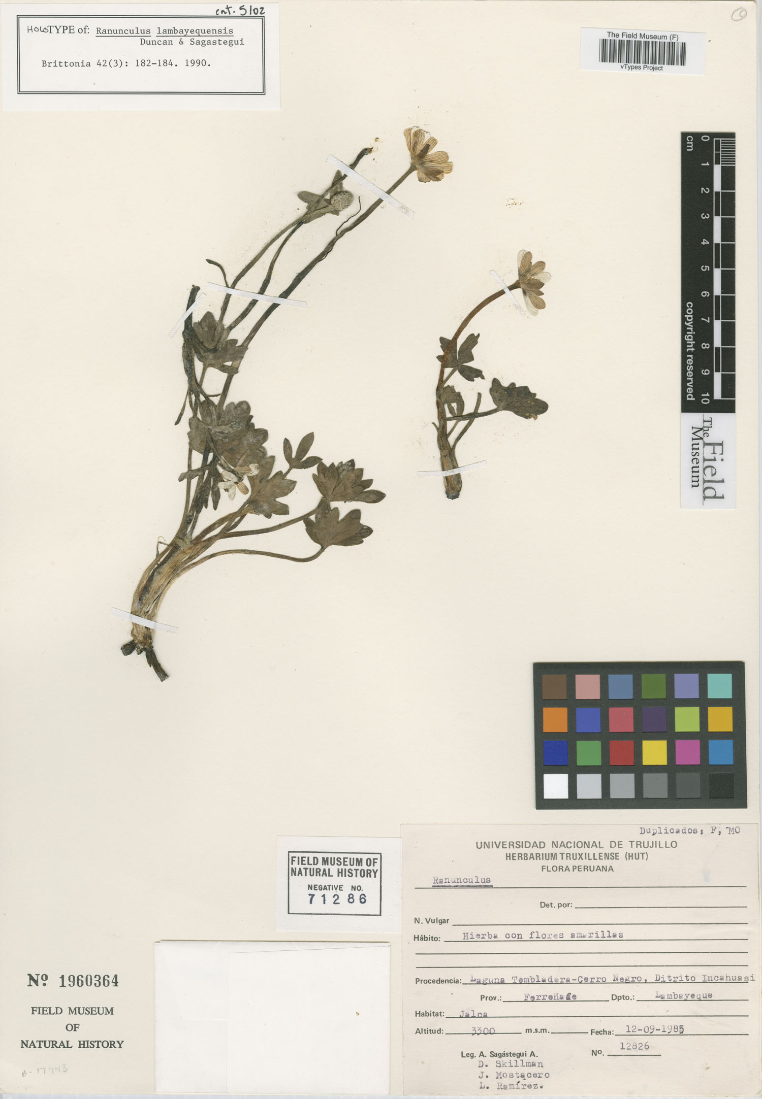 Ranunculus lambayequensis image